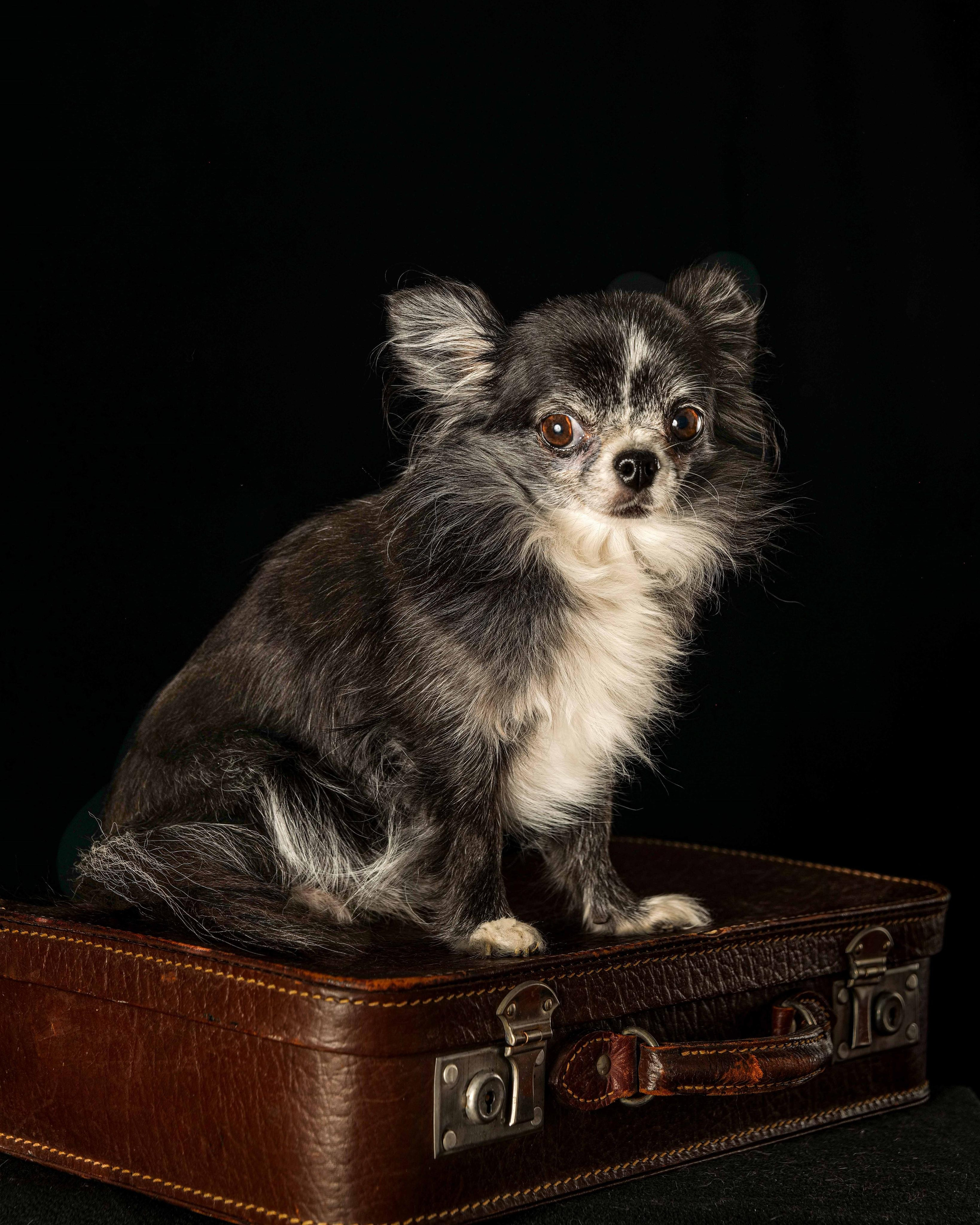 Animals photo session. Wedding-Family photographer, South of France–Paris, Valentina Acrement