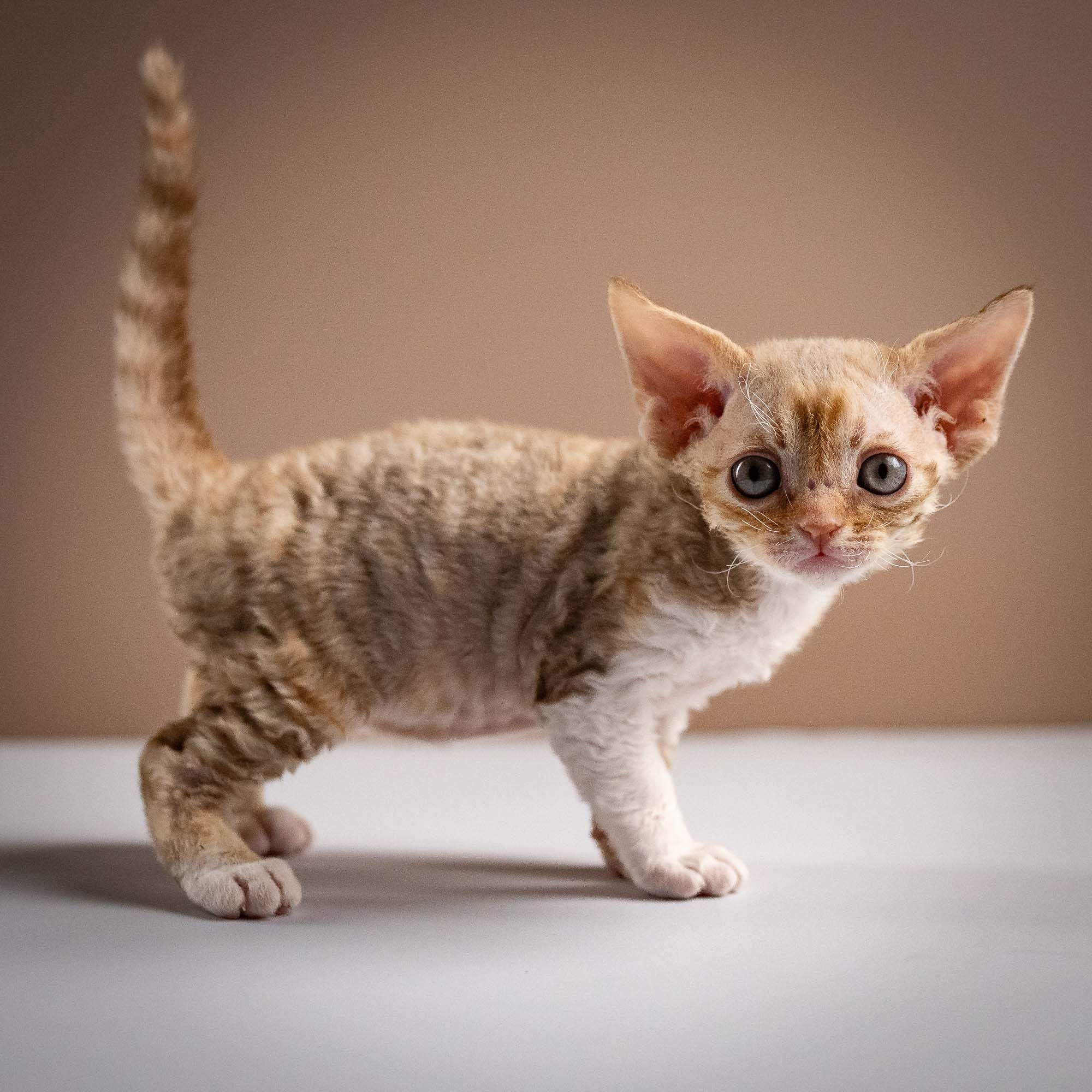 Ophelia, girl, born 02.08.26. Devon Rex Pixie Cattery