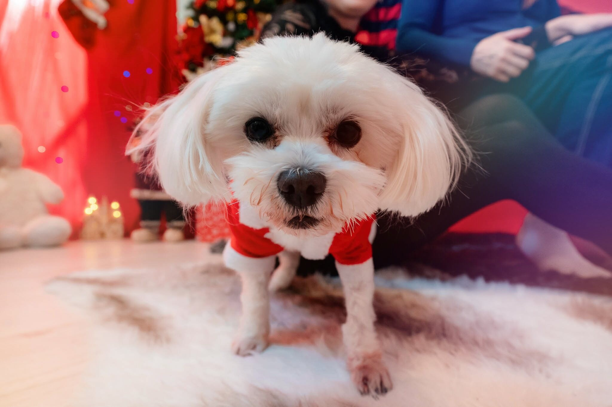 Sedinta Craciun Alexandrina