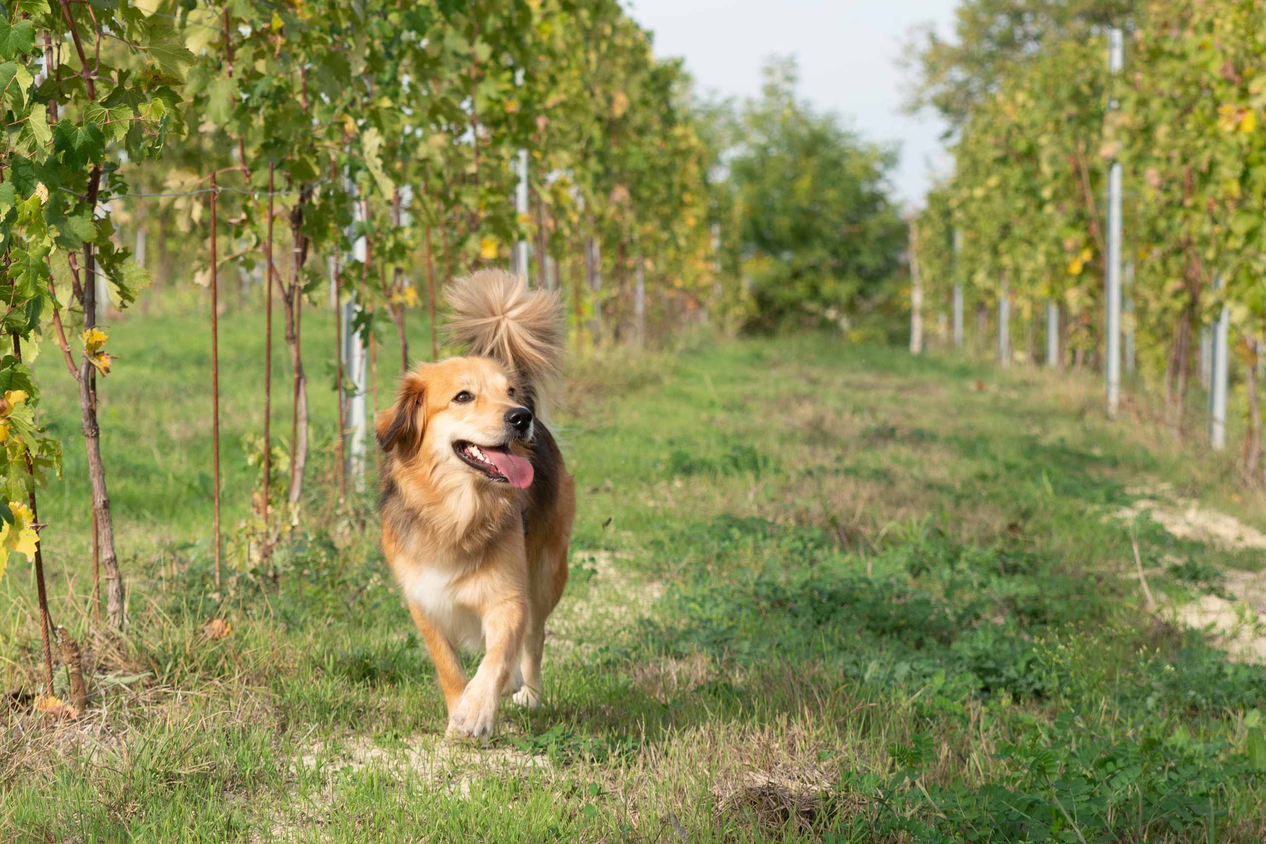 Family session in Piedmont, Italy. Fotografa specializzata in foto di famiglia a Milano Daria Volkosh