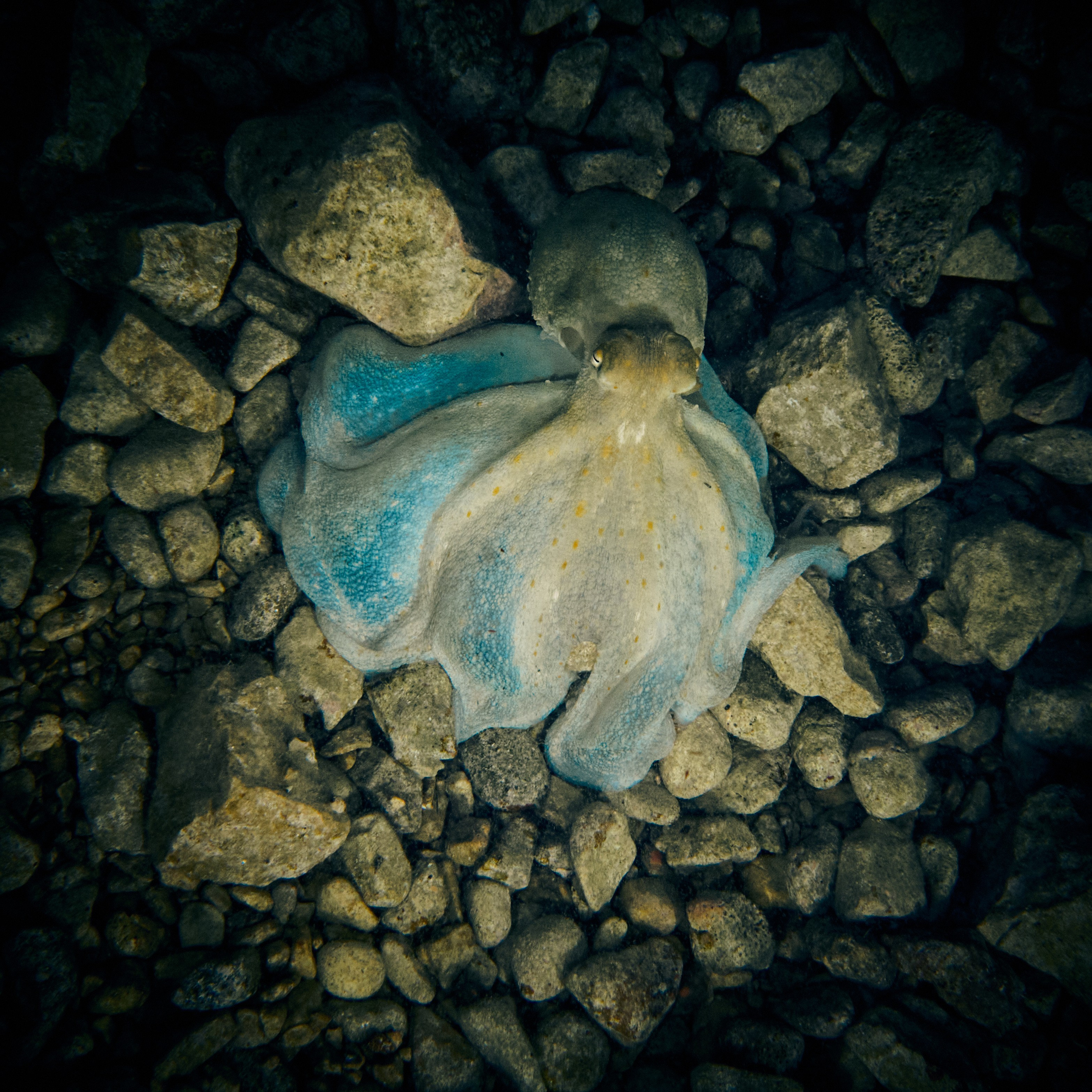 Mieszkańcy mórz. Andriej Szypilow — Photography & Videography