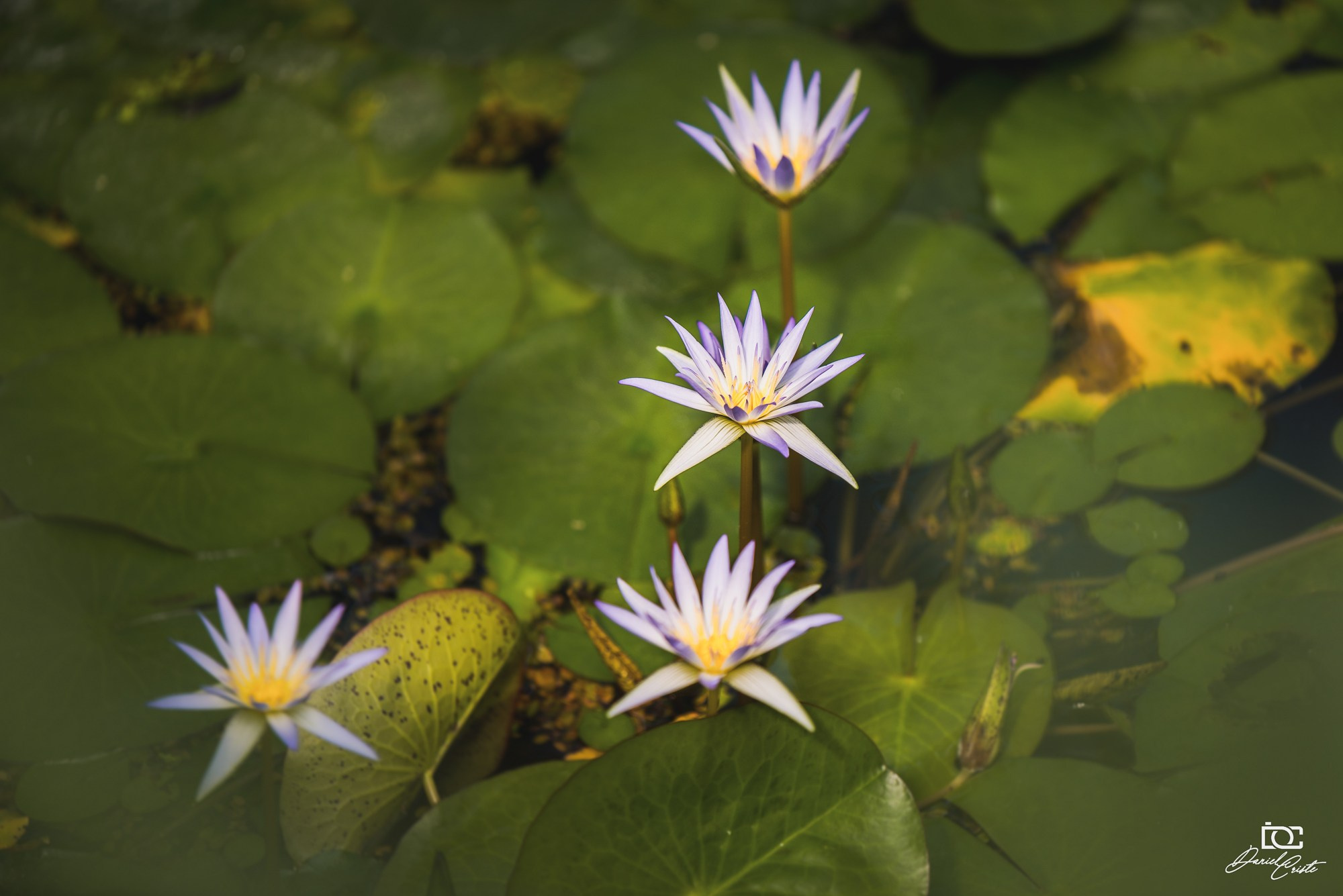 Peisaj /natura. Daniel Criste Fotograf