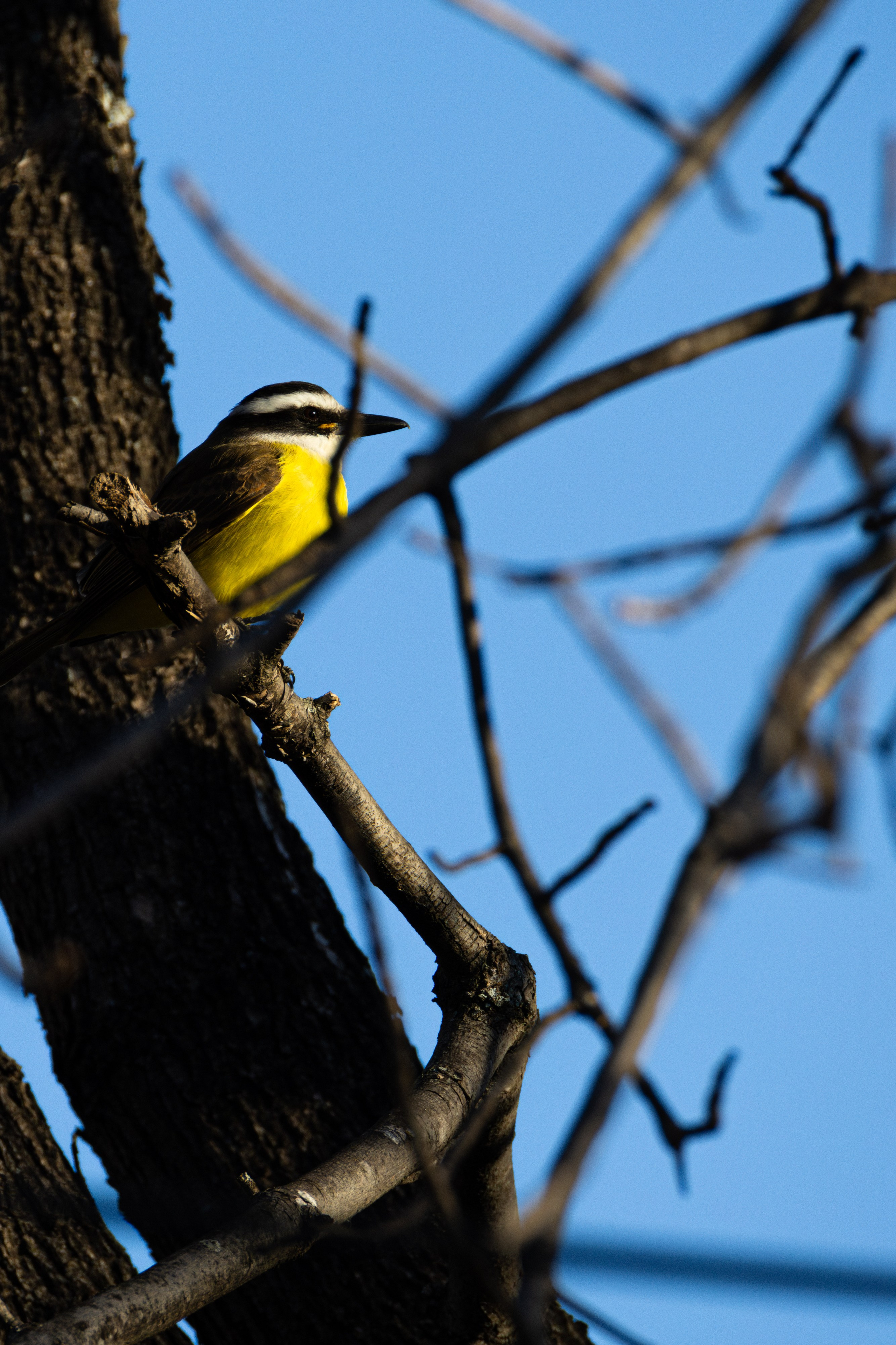 WildLife. Фотограф в Буэнос-Айресе