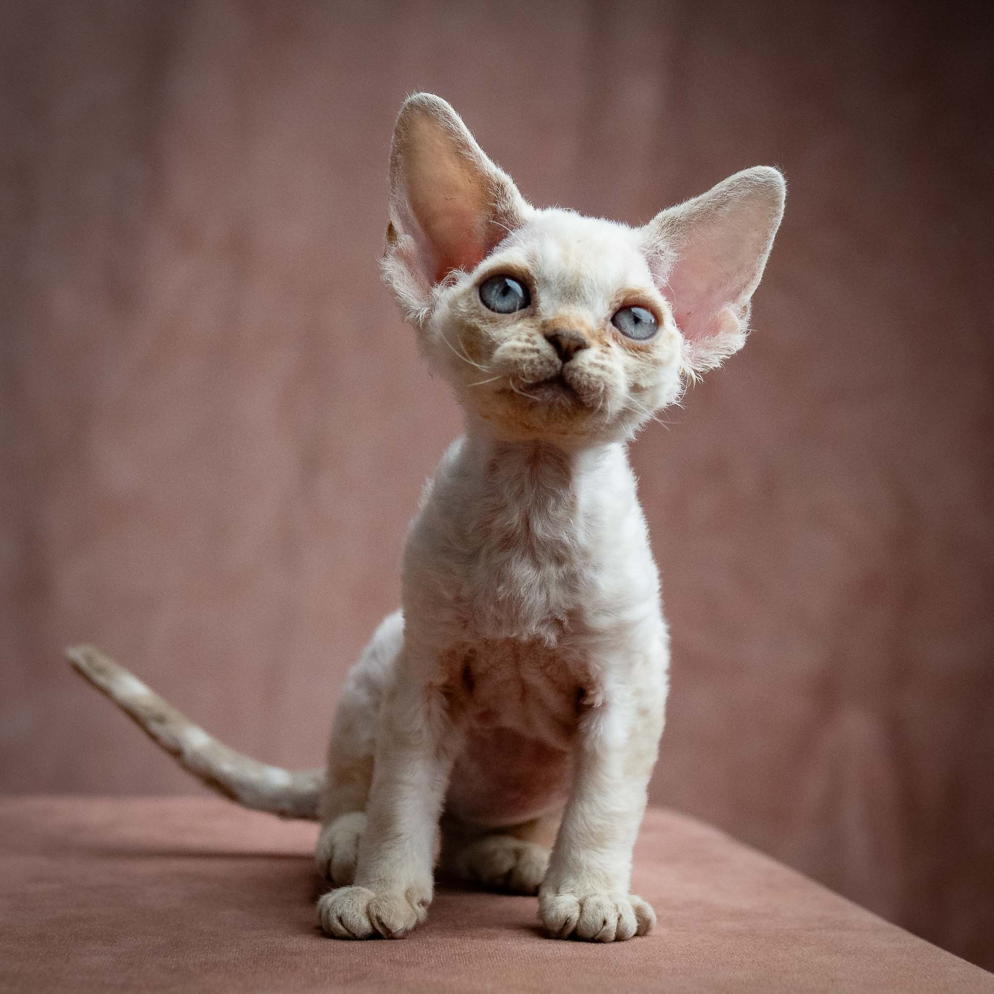 Selena, girl, born 05.08.26. Devon Rex Pixie Cattery