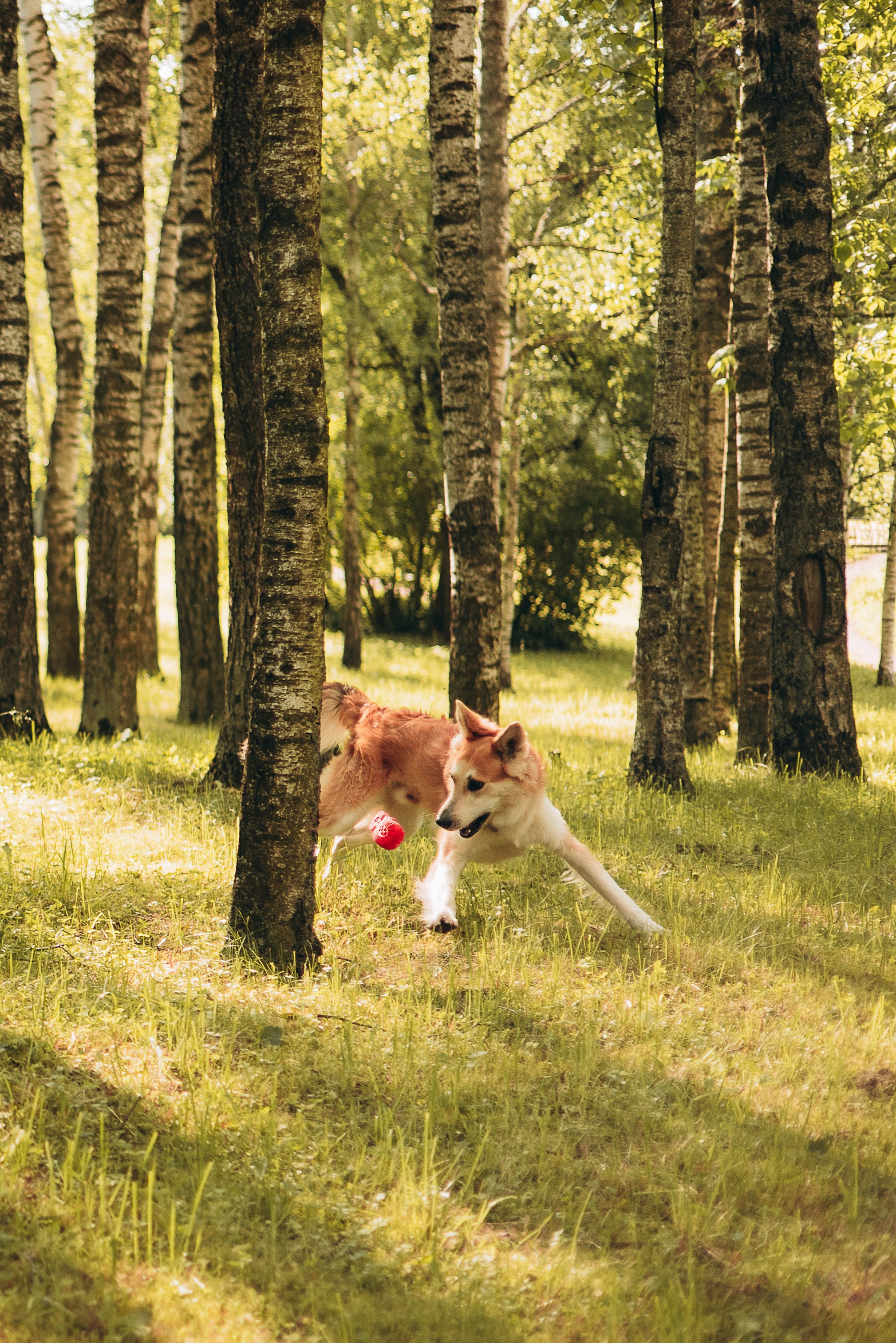 Максим, Наталья и Тим. Фотограф-анималист | Белград