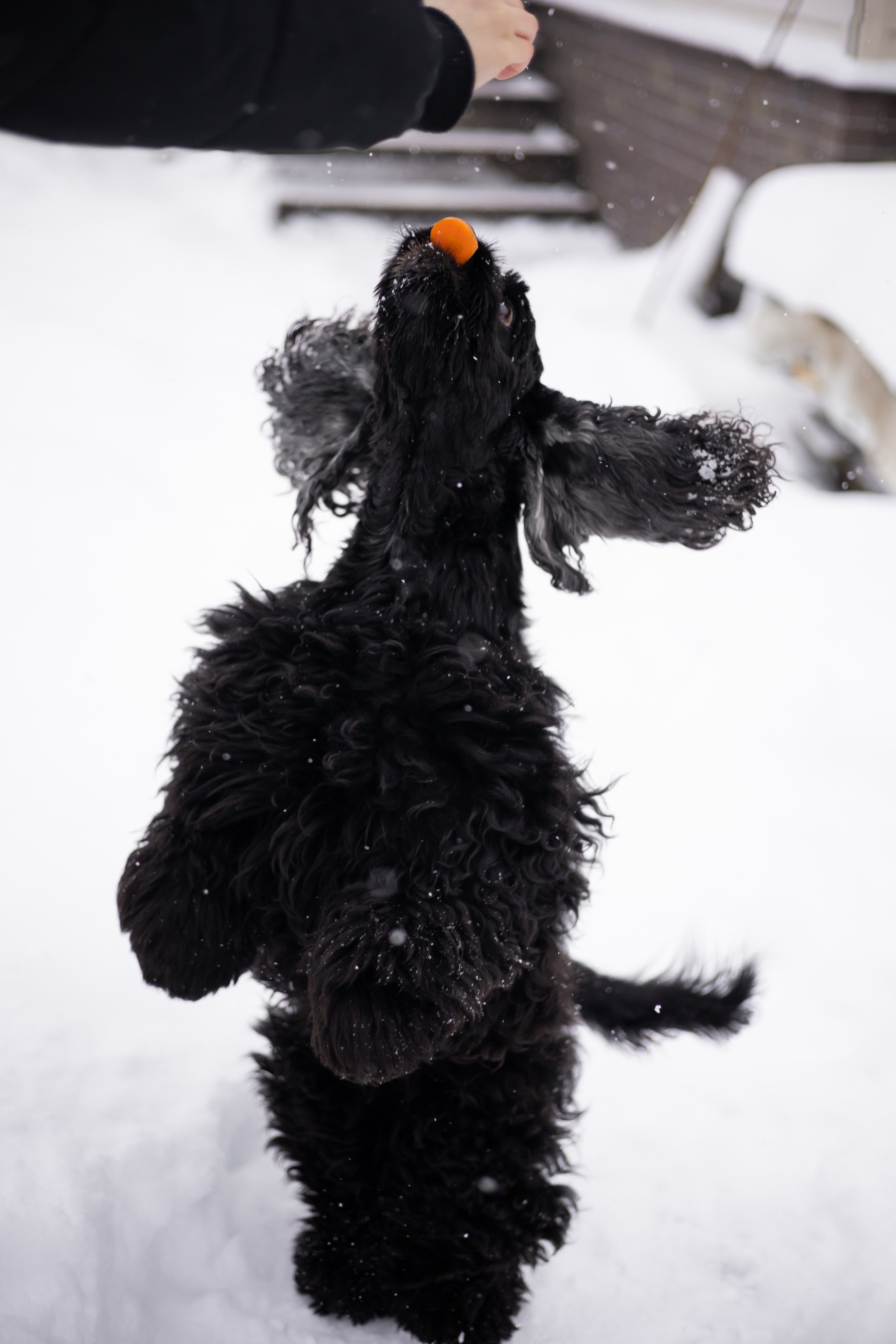 Кейт и Ен. Фотограф-анималист | Белград