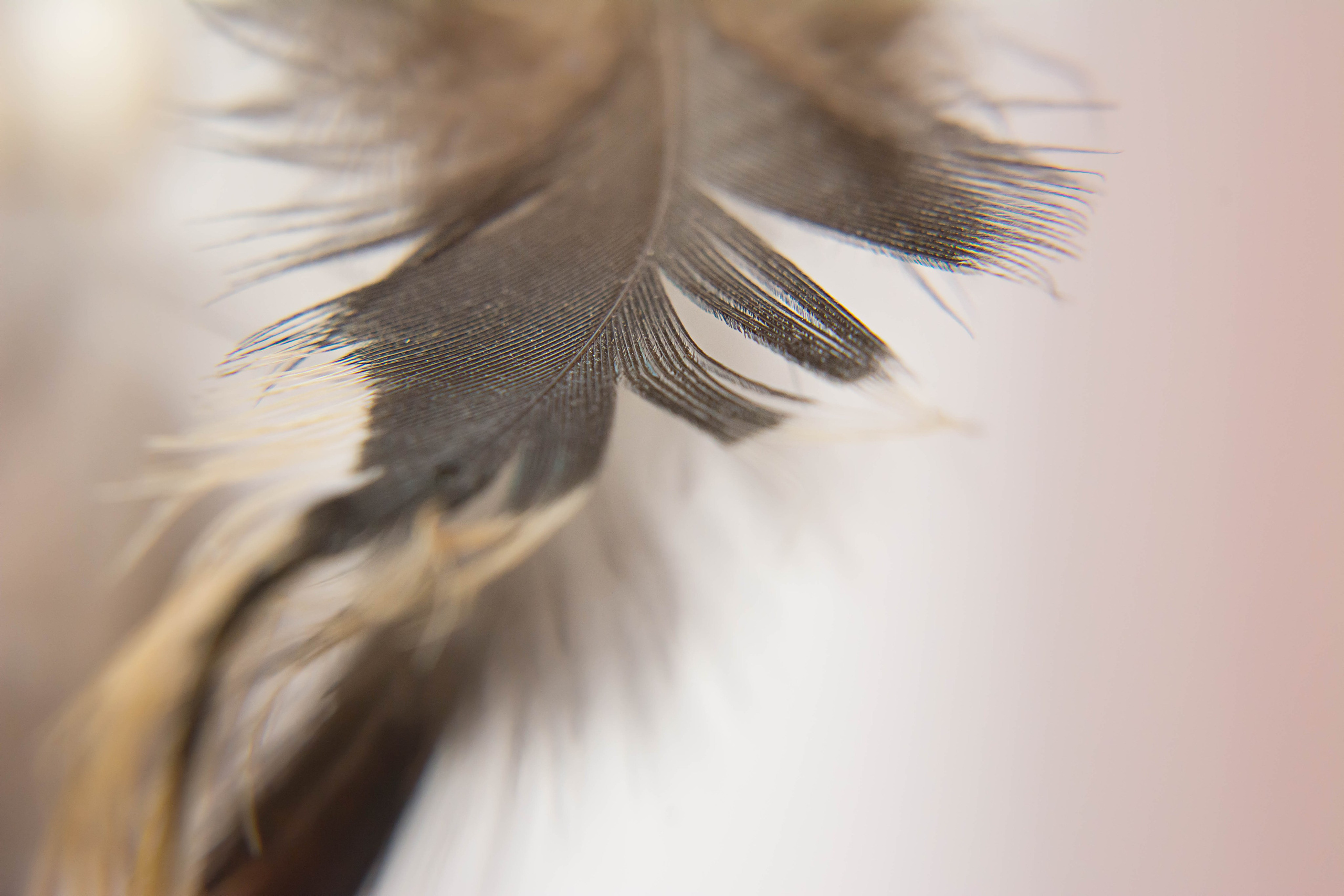 Fotografie Macro~ Close up. Andreea Ivan art-Fotograf Constanta, Fotograf profesionist Constanta, Fotograf de nunta Constanta, botez, sedinte foto cu tematica, portret