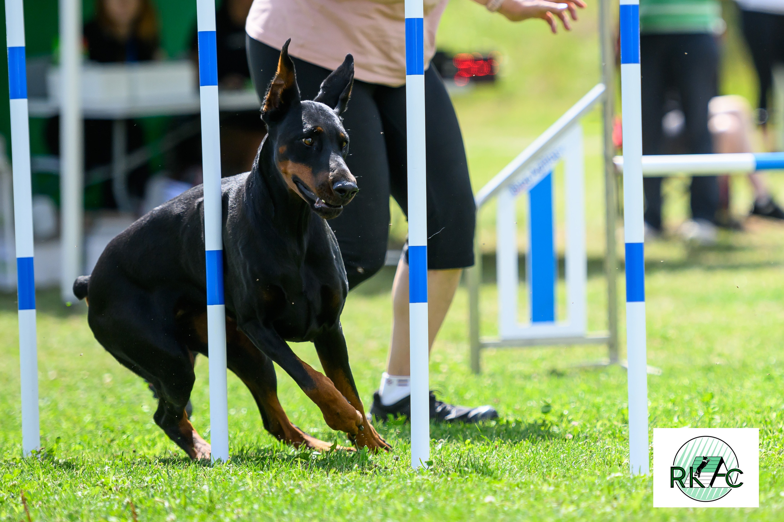 Suņu sacensības veiklībā. Ritvars Pujats Emotion Photographer