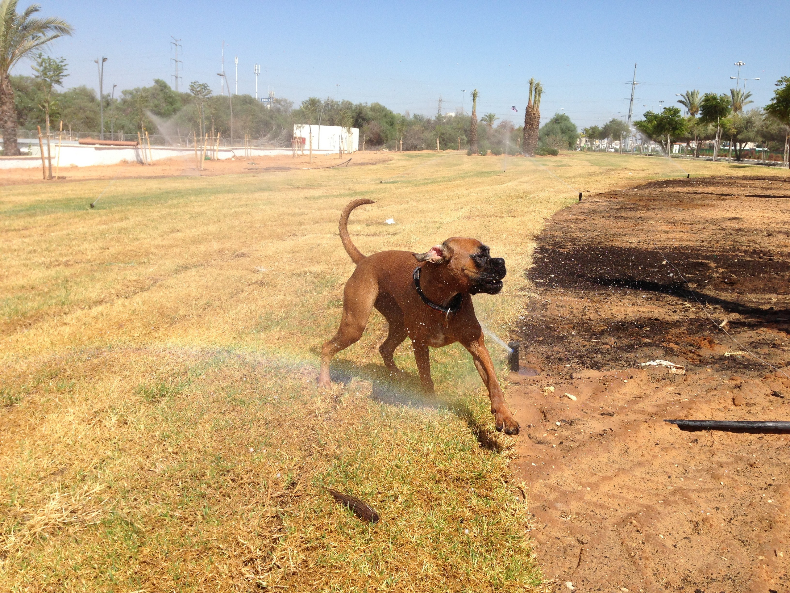My ״Star״ Boxer Dog