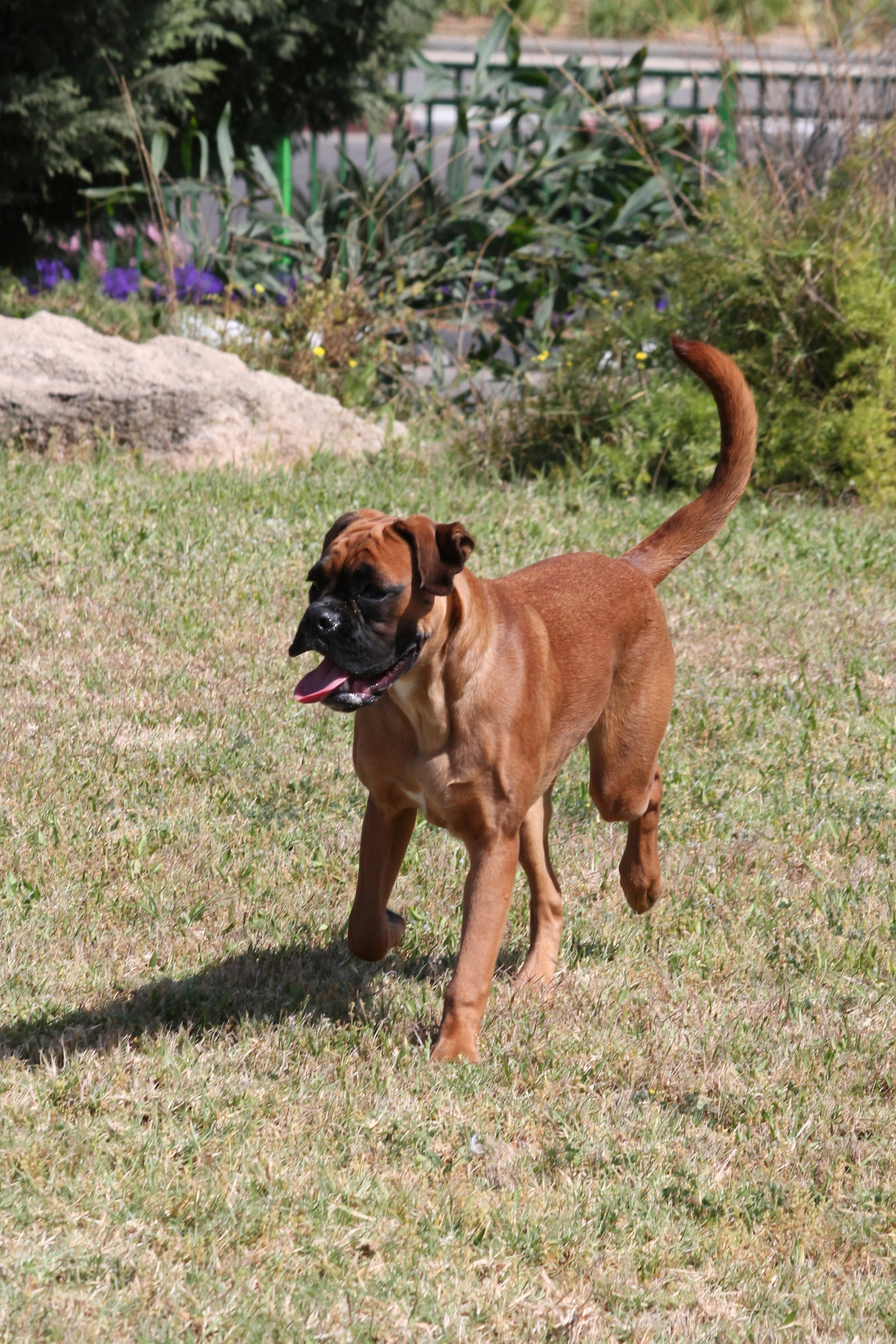 My ״Star״ Boxer Dog