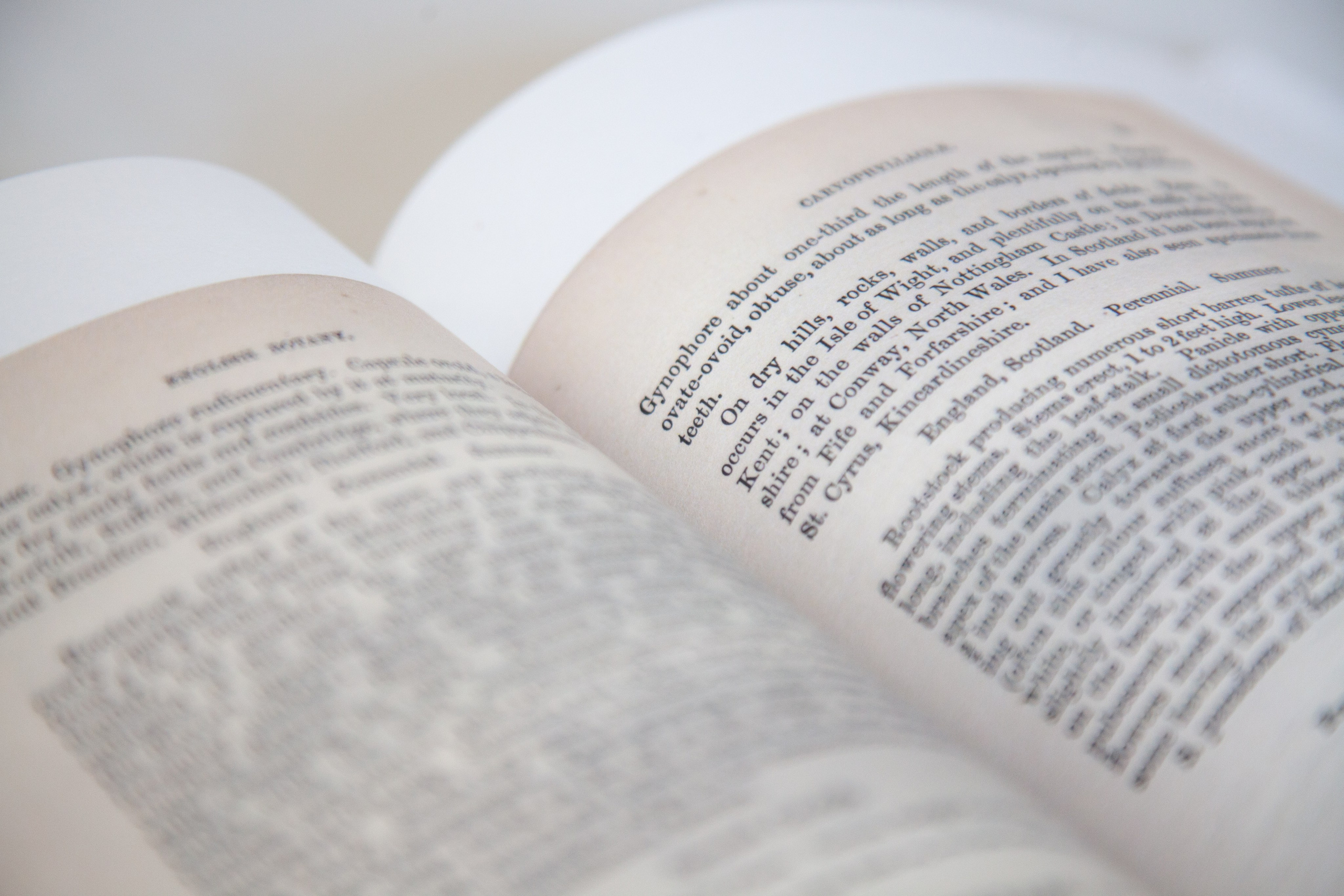 The Garden of Earthly Delights. Sveta Kaverina