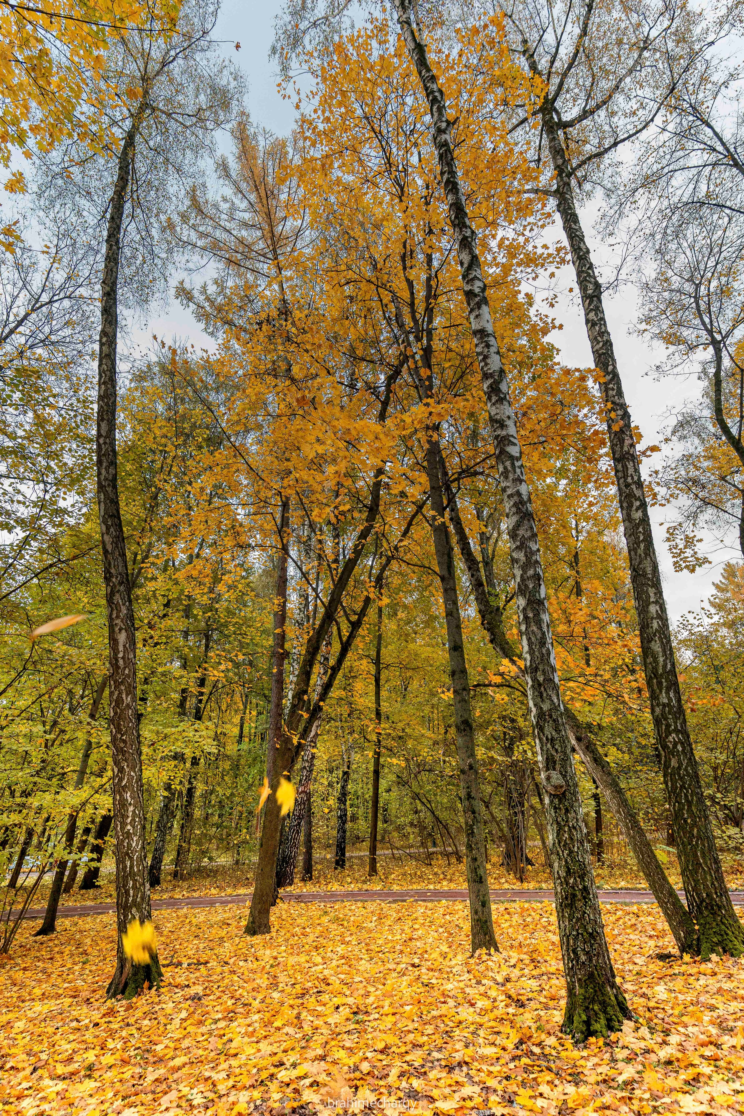 Фото. Брахим — фотограф