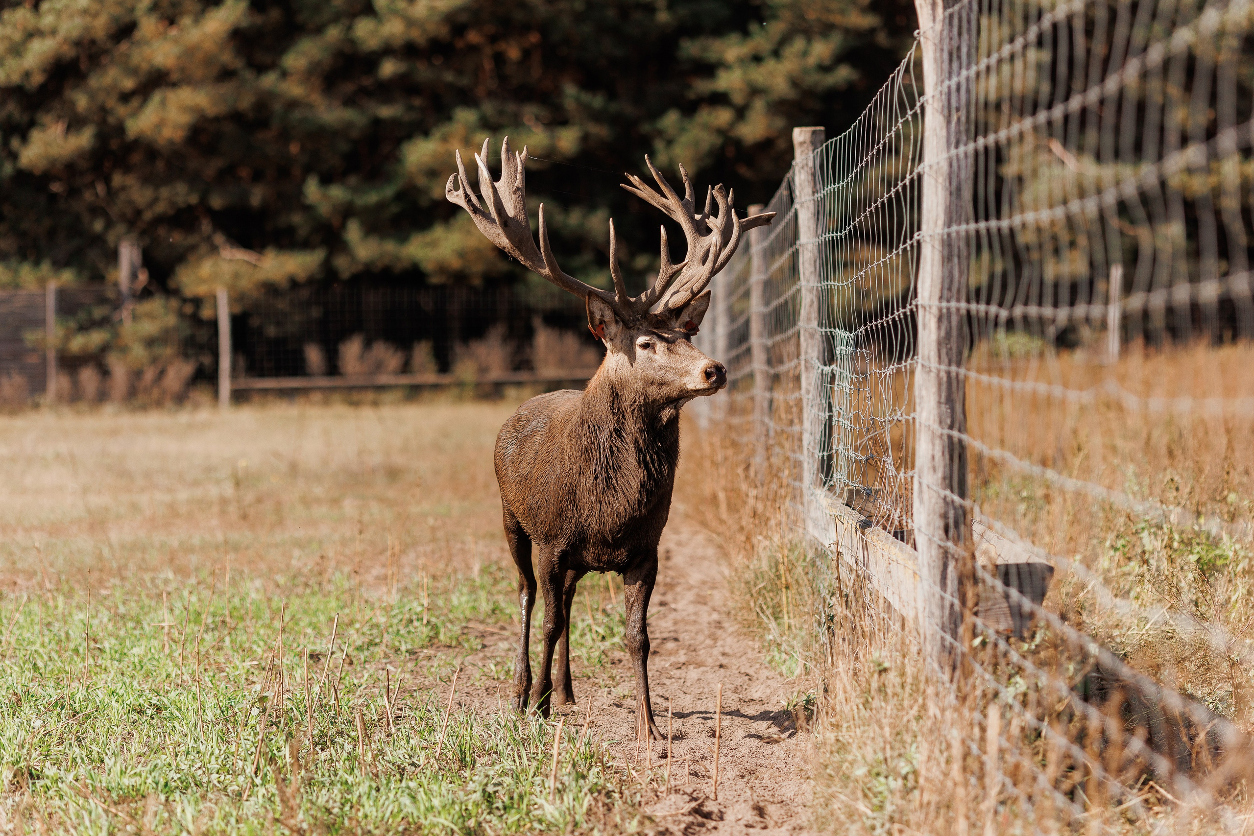 Екопарк Аміла. Ірина Терещук