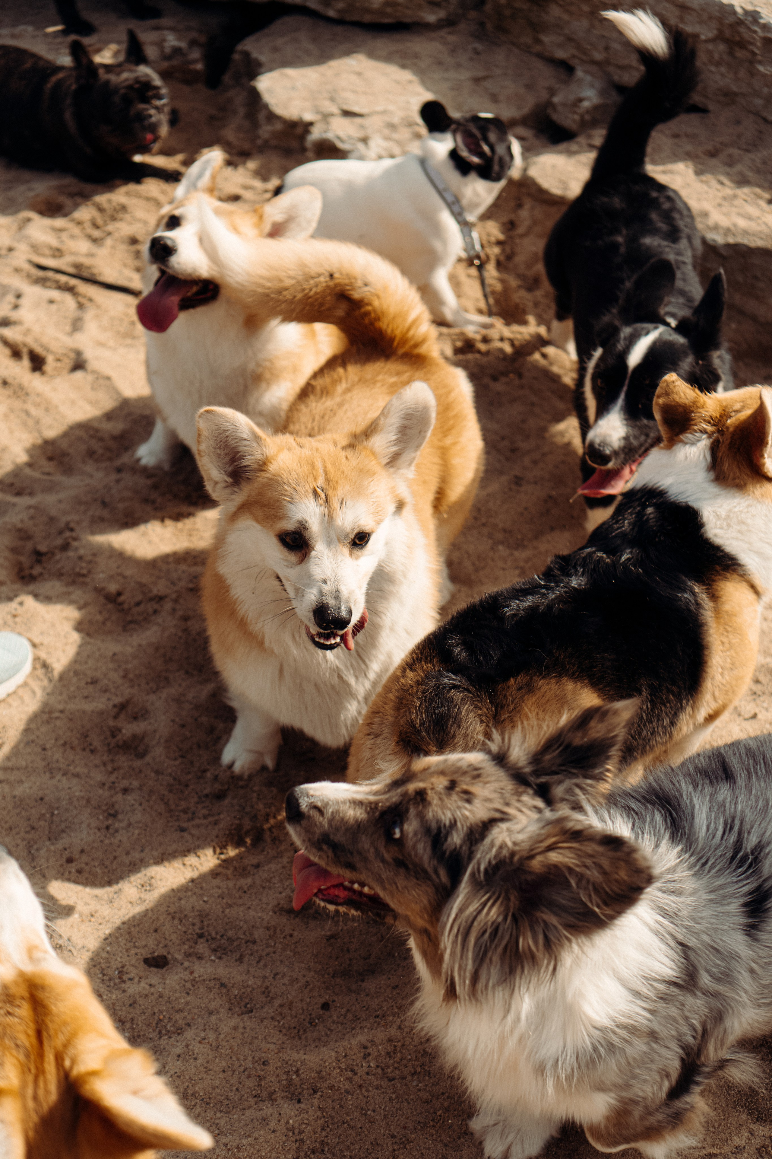 Corgi party, 18 apr. 2025. Kat Laisaar — Pet photographer in Tallinn
