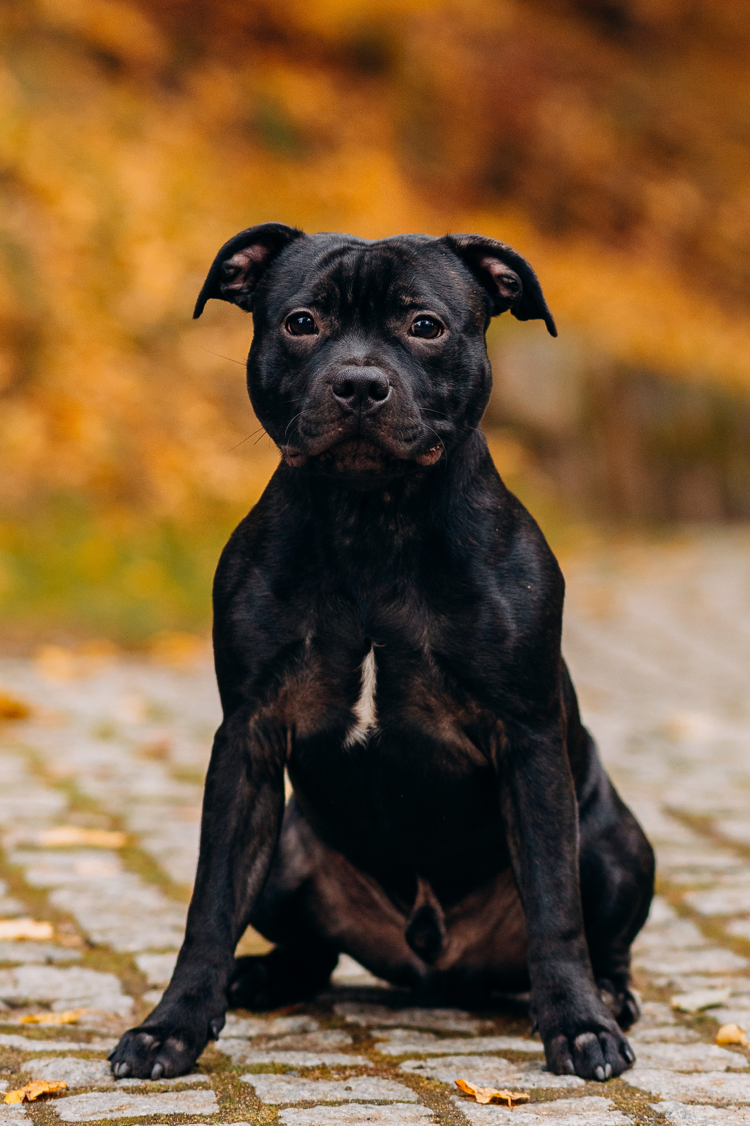 Staffordshire Bull Terriers Meetup. Kat Laisaar — Pet photographer in Tallinn