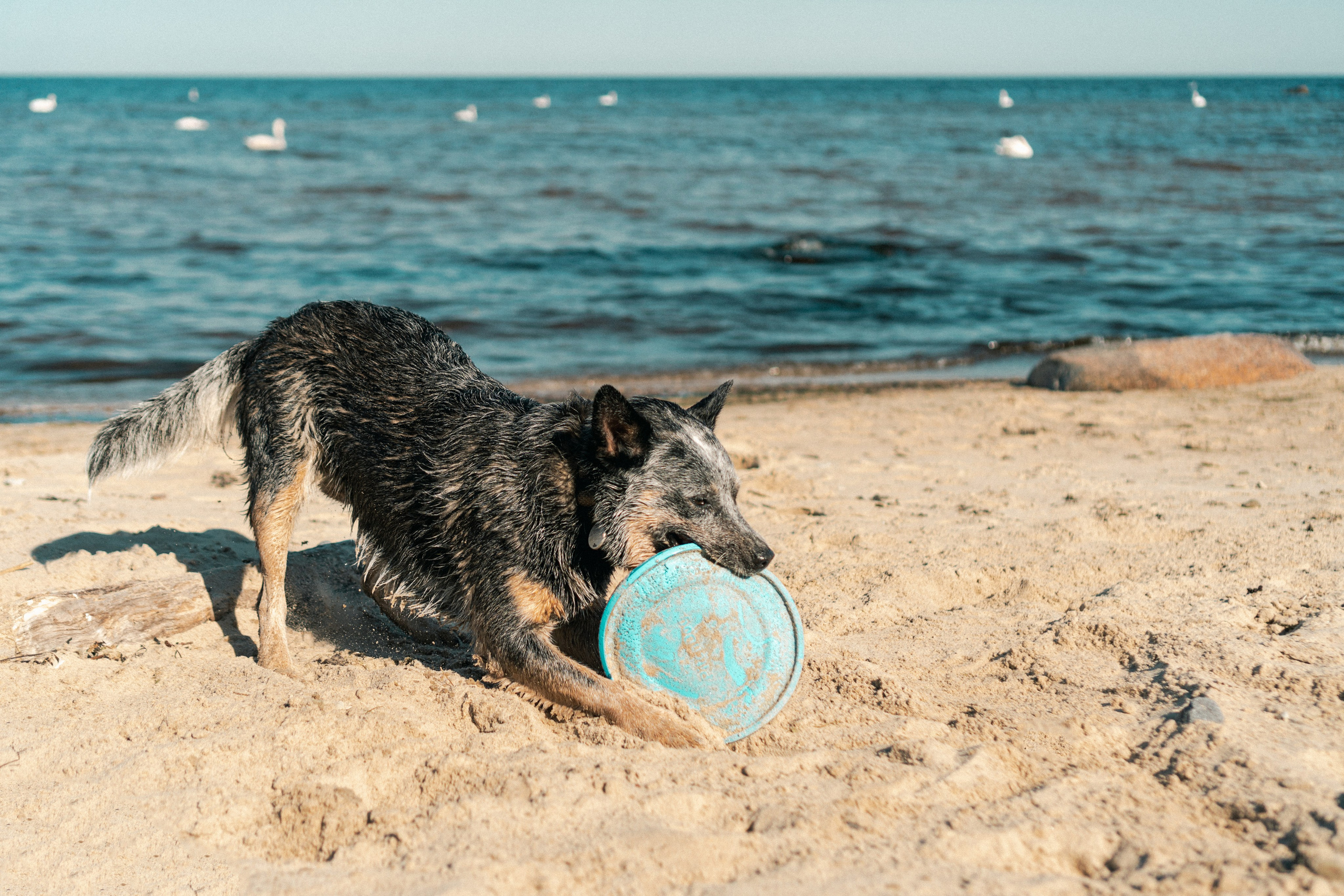 Oskar, Maria & Dmitrii. Kat Laisaar — Pet photographer in Tallinn