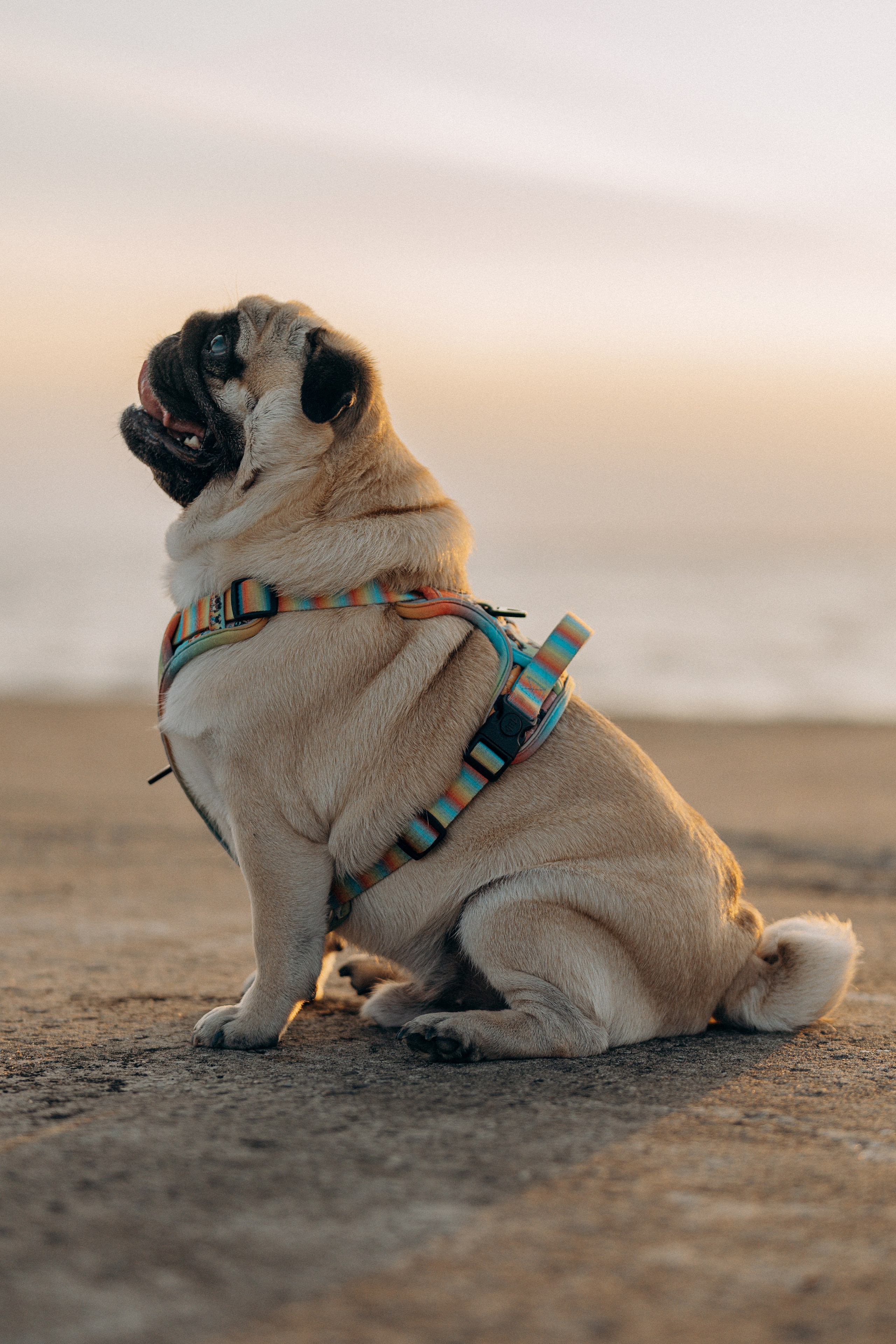 Frank, Tony, Katerina & Lev. Kat Laisaar — Pet photographer in Tallinn