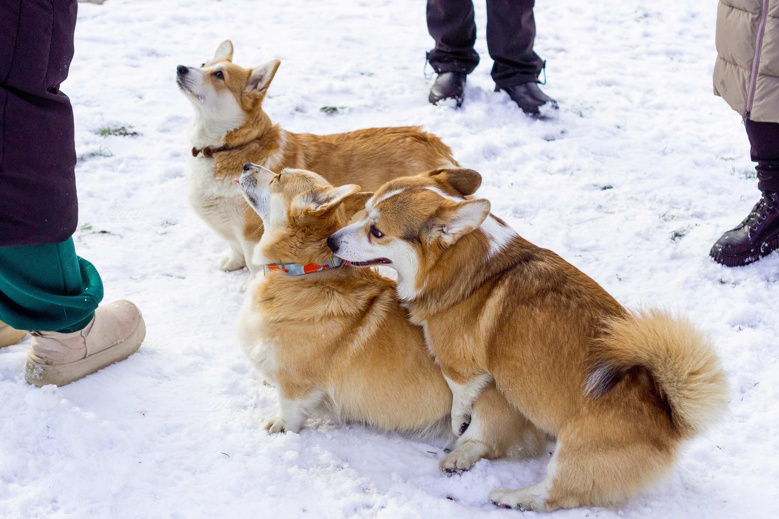 Corgi party, 23 feb. 2025. Kat Laisaar — Pet photographer in Tallinn