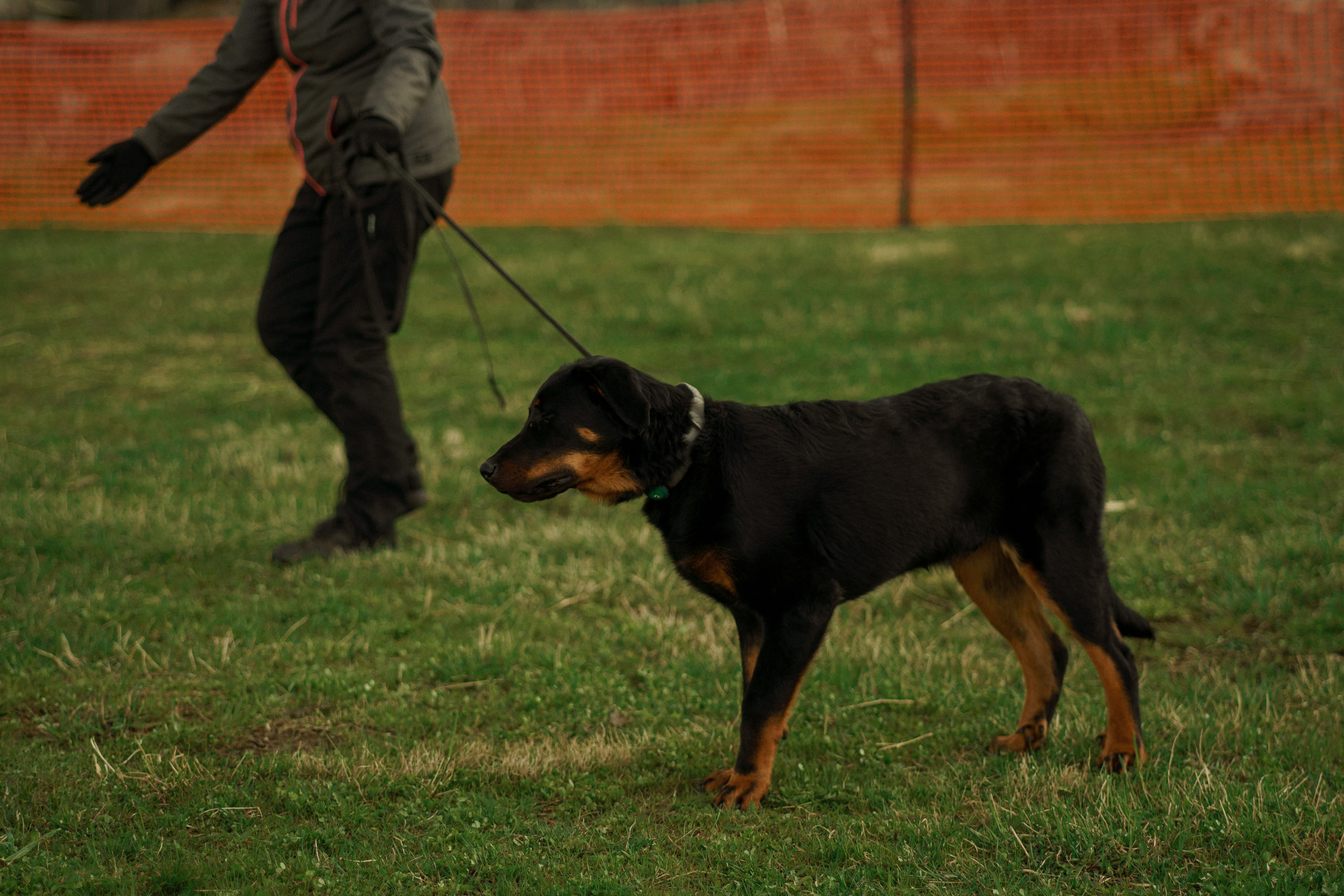 Herding Days, 26 apr. 2025. Kat Laisaar — Pet photographer in Tallinn