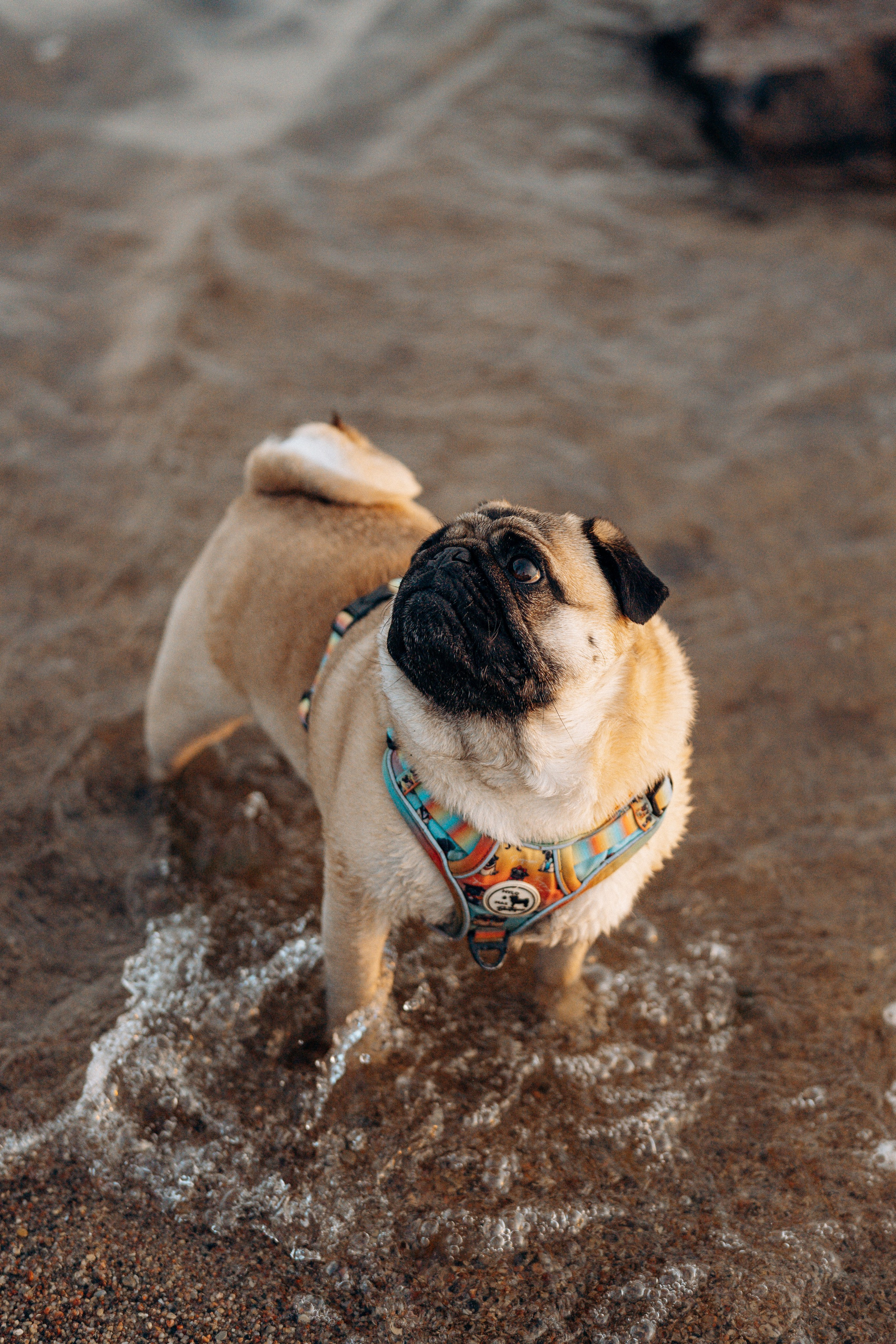 Frank, Tony, Katerina & Lev. Kat Laisaar — Pet photographer in Tallinn