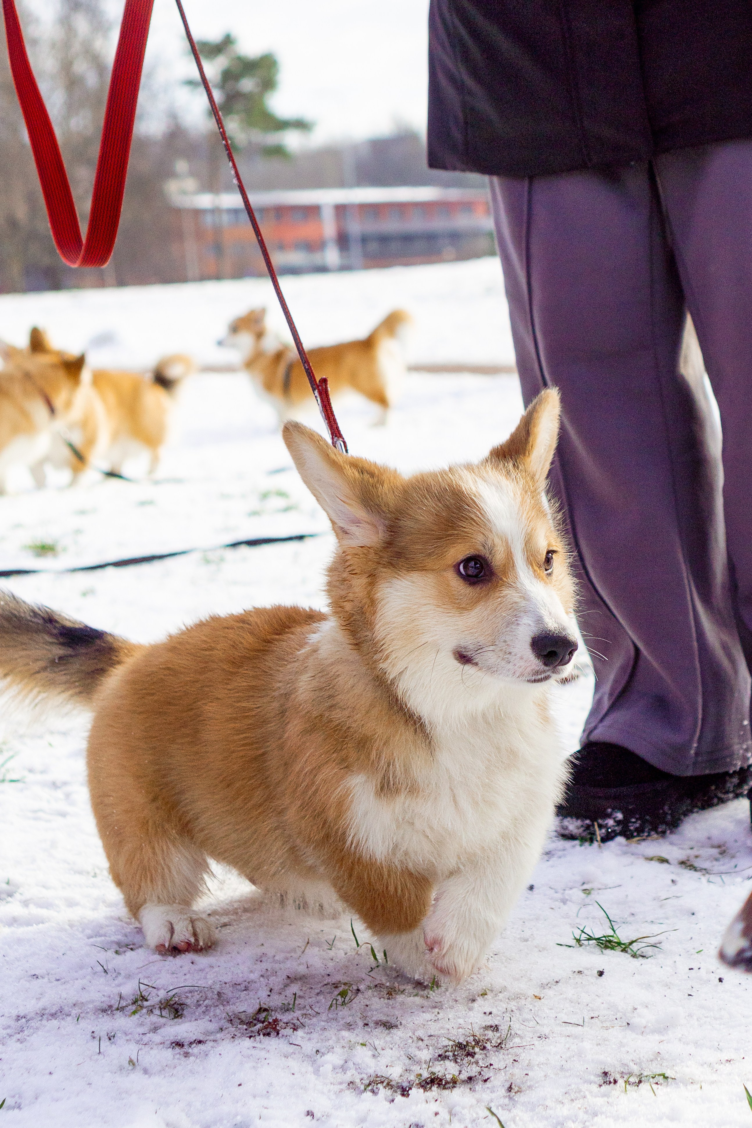 Corgi party, 23 feb. 2025. Kat Laisaar — Pet photographer in Tallinn