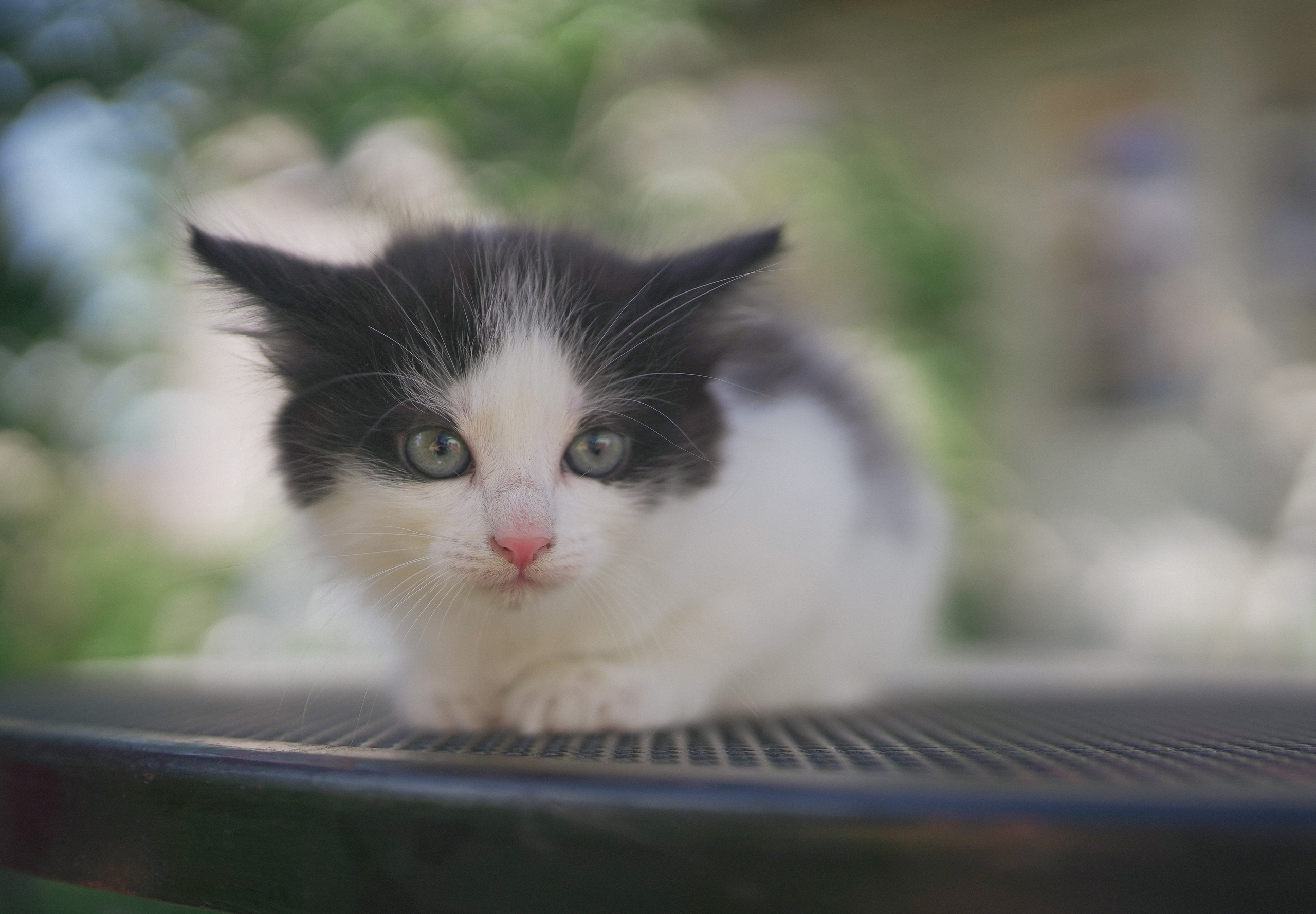 Кот шпедингера. Стрит-фотография, полная абсурда, идиотизма и красоты