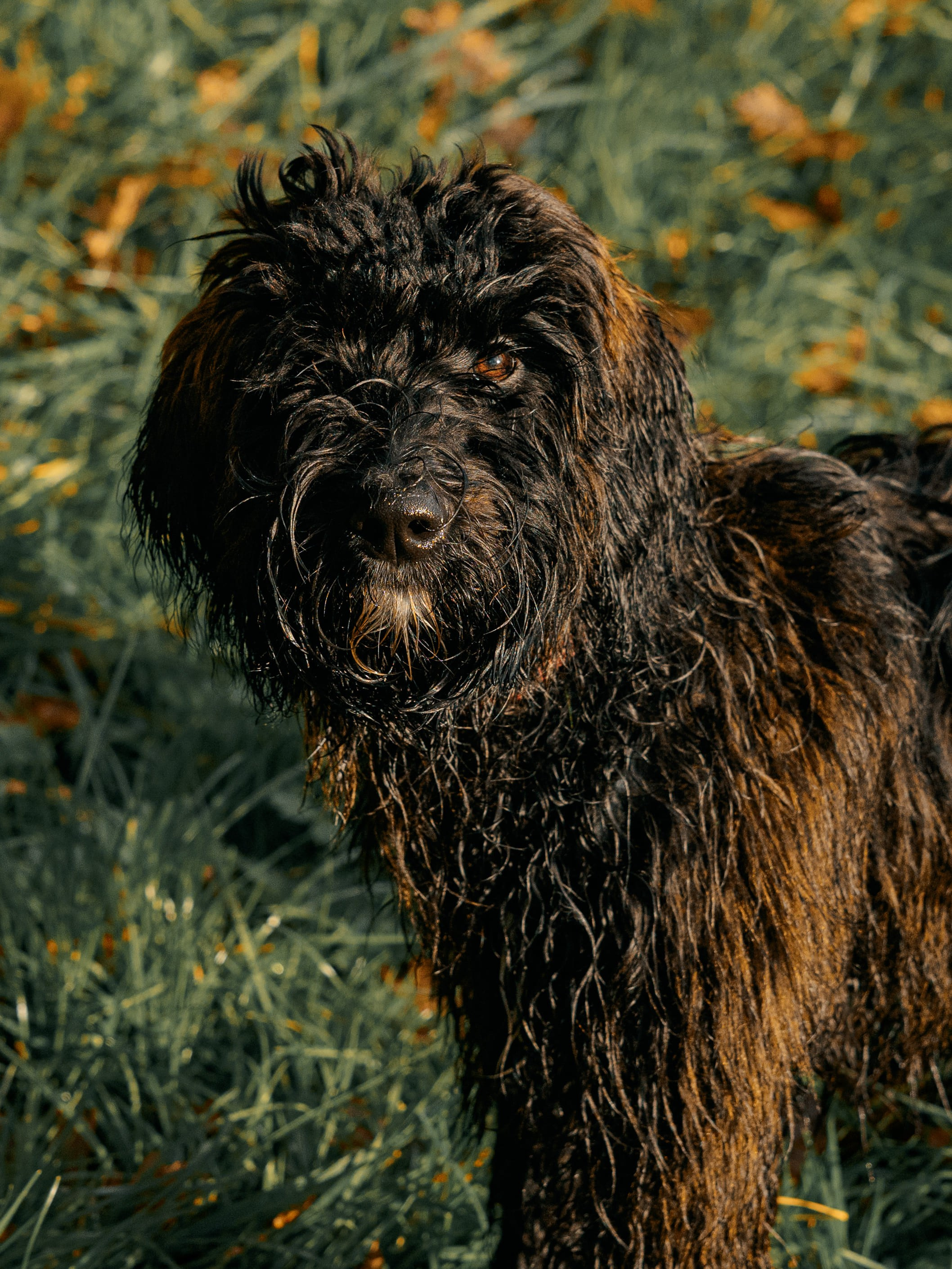 Pet Photoshoot in Spijkenisse | Rotterdam. Romantic & Soulful Photography by Natalia Olhova in Rotterdam