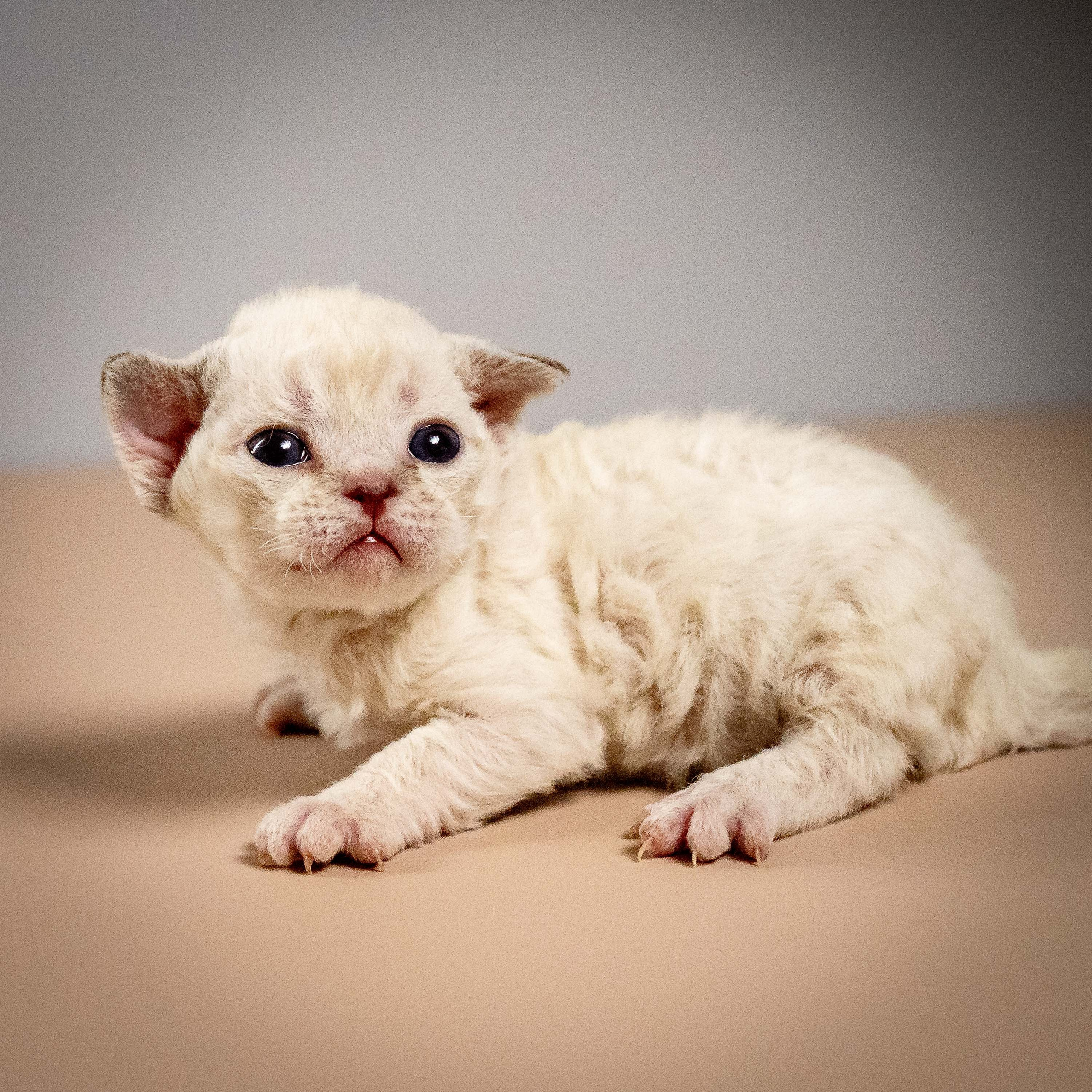 Maya, girl, born 01.15.26. Devon Rex Pixie Cattery