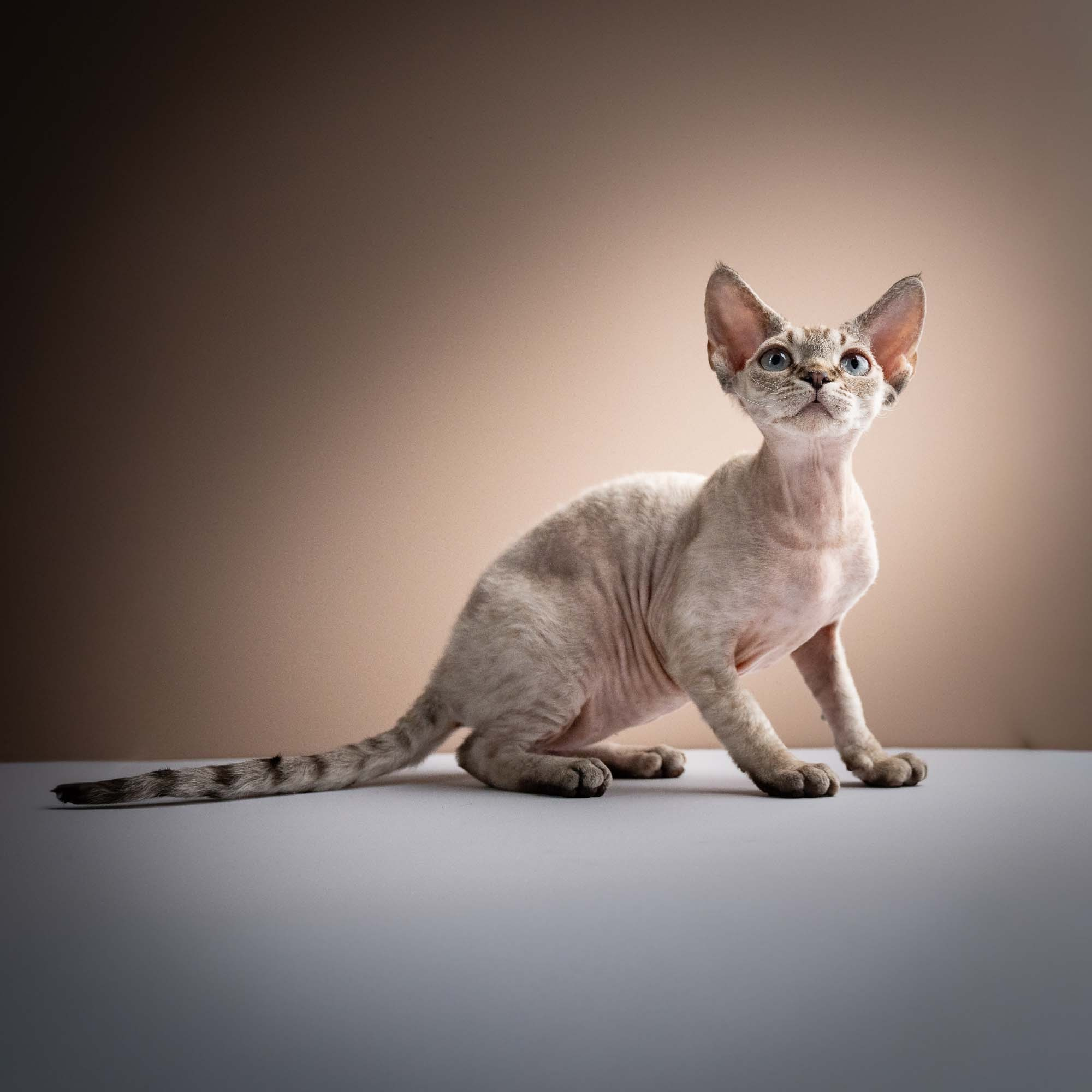 Nellie, girl, born 01.17.26. Devon Rex Pixie Cattery