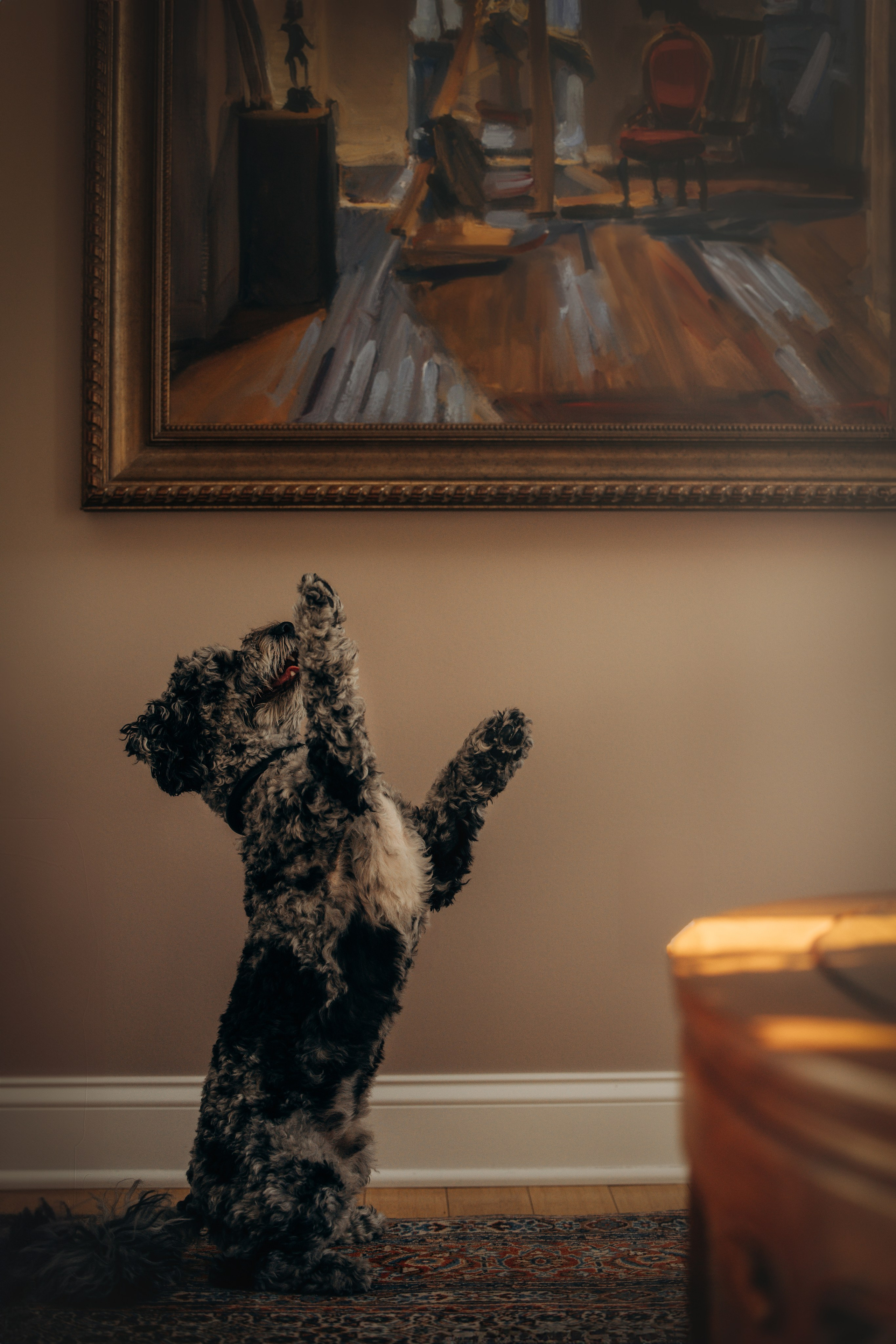 Ace. Pet Photographer Viktoriya Aleshenko