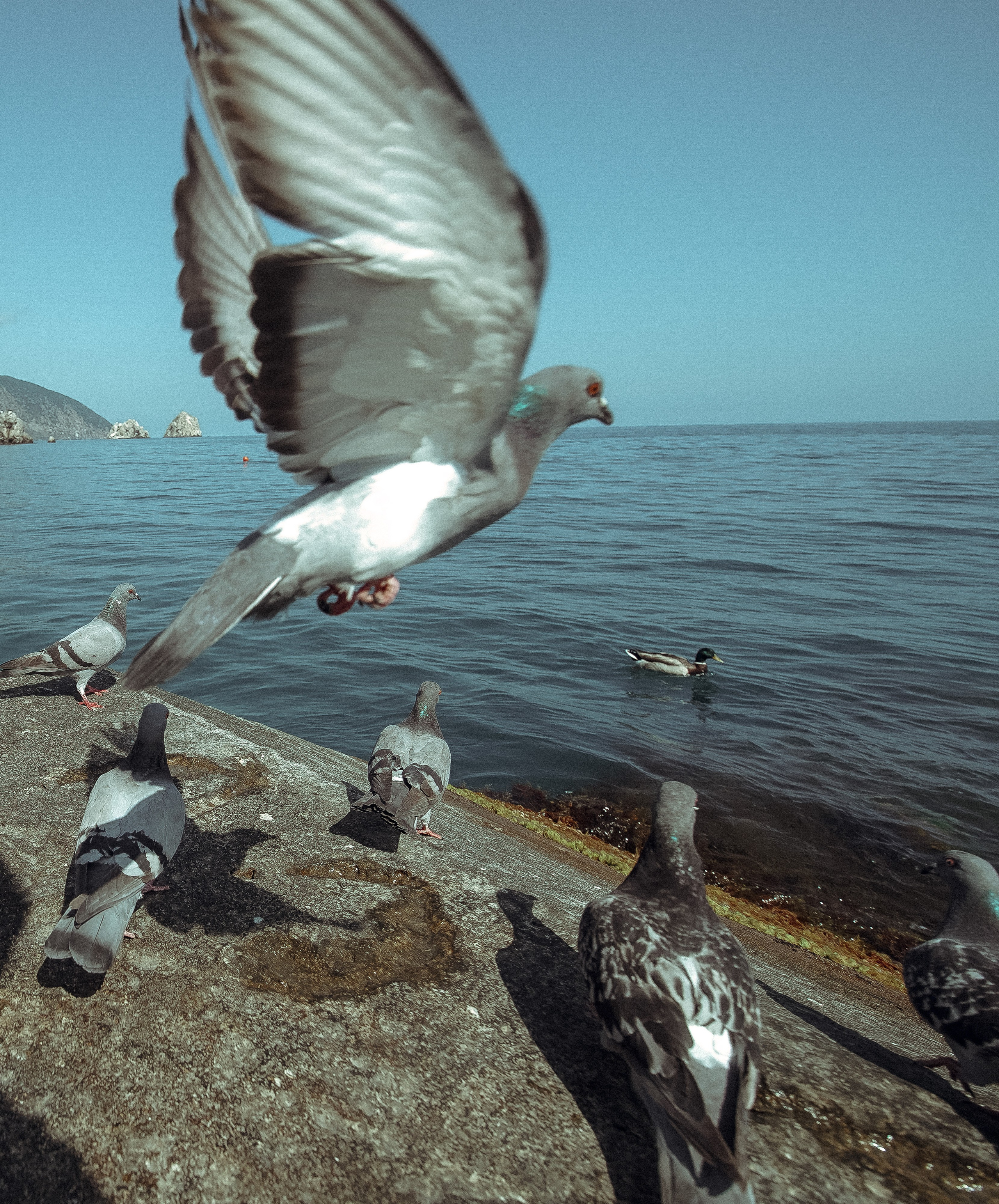 Пернатый психоз. Стрит-фотография, полная абсурда, идиотизма и красоты