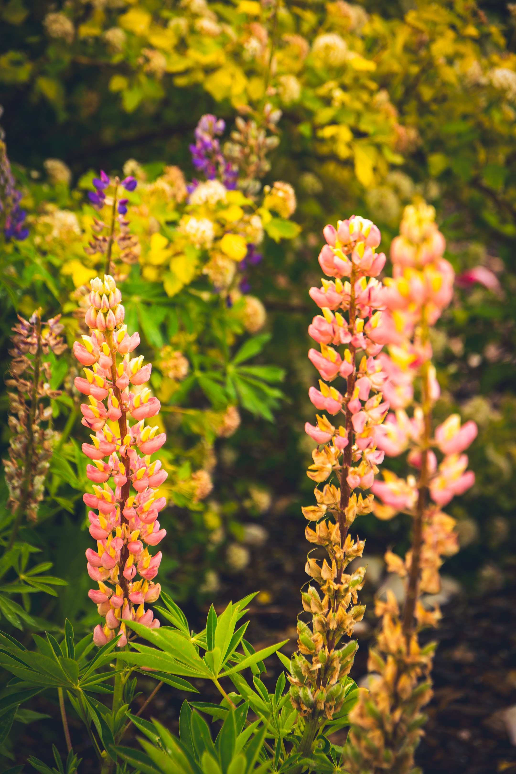 Saarema, reis. Nebula 25 — Fotod teie hingele