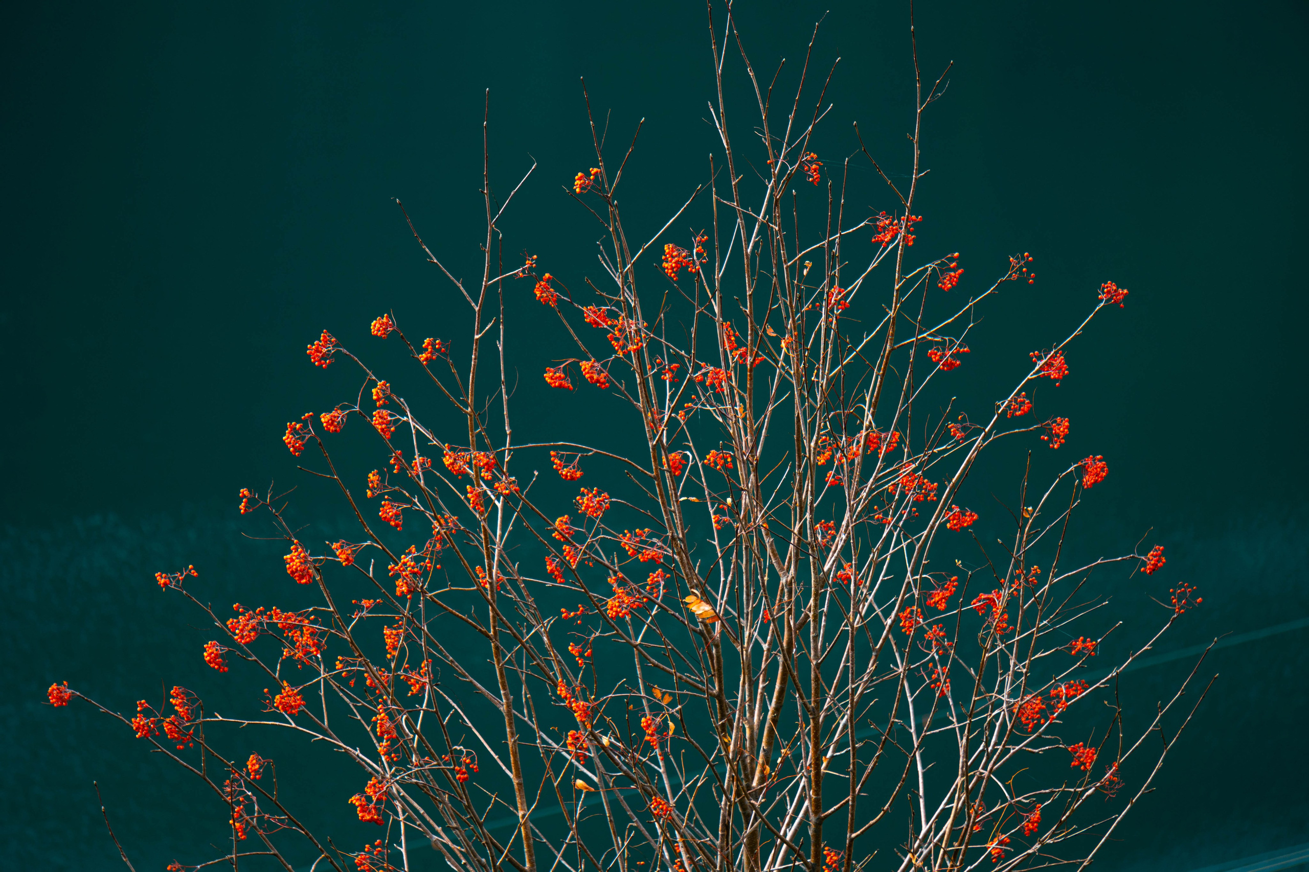 Vall Fosca en otoño. Alba del Norte Studio