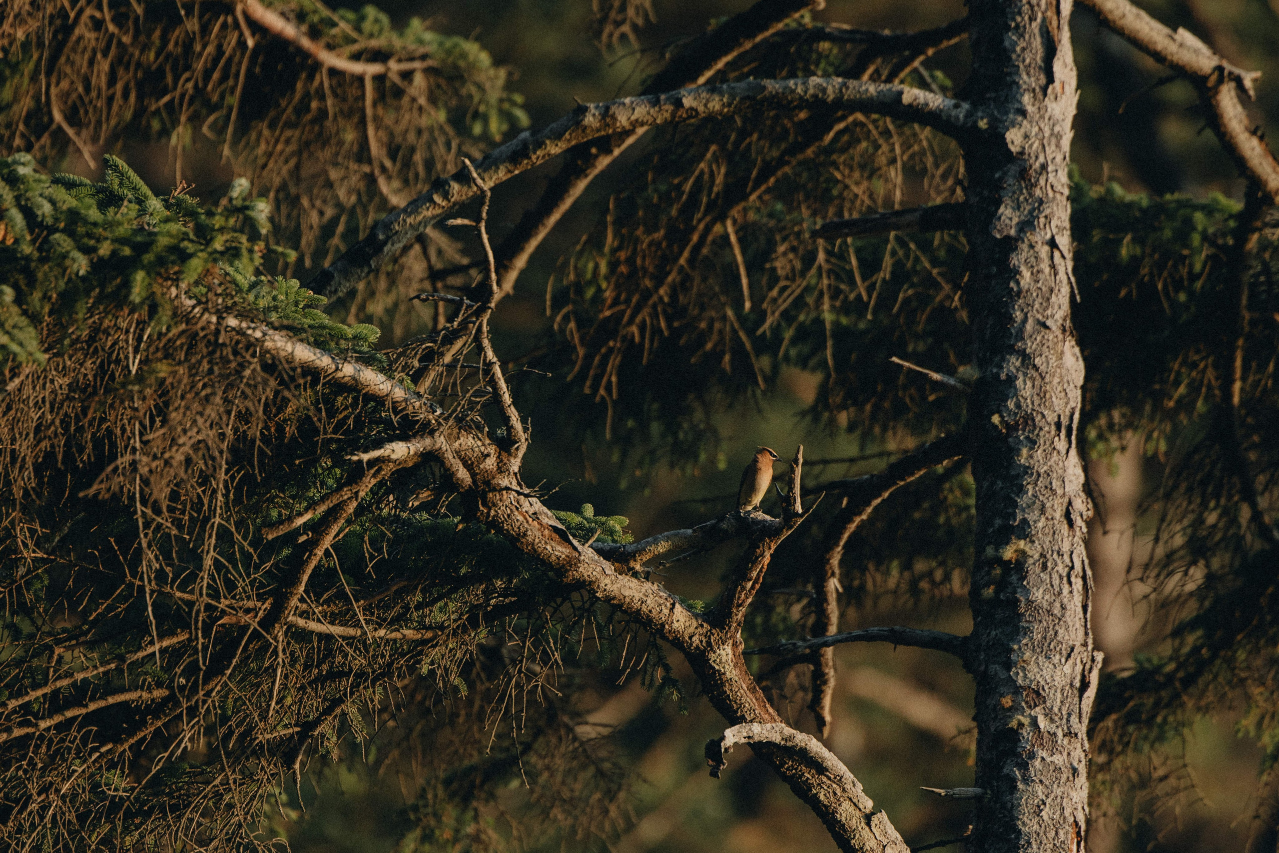 Engagement Photography at Cannon Beach | Jessie & Isaac's Session by Georgy Shishkin | Capturing Moments in Portland, Seattle, Bend & Oregon. Capturing Love in the Heart of the Pacific Northwes