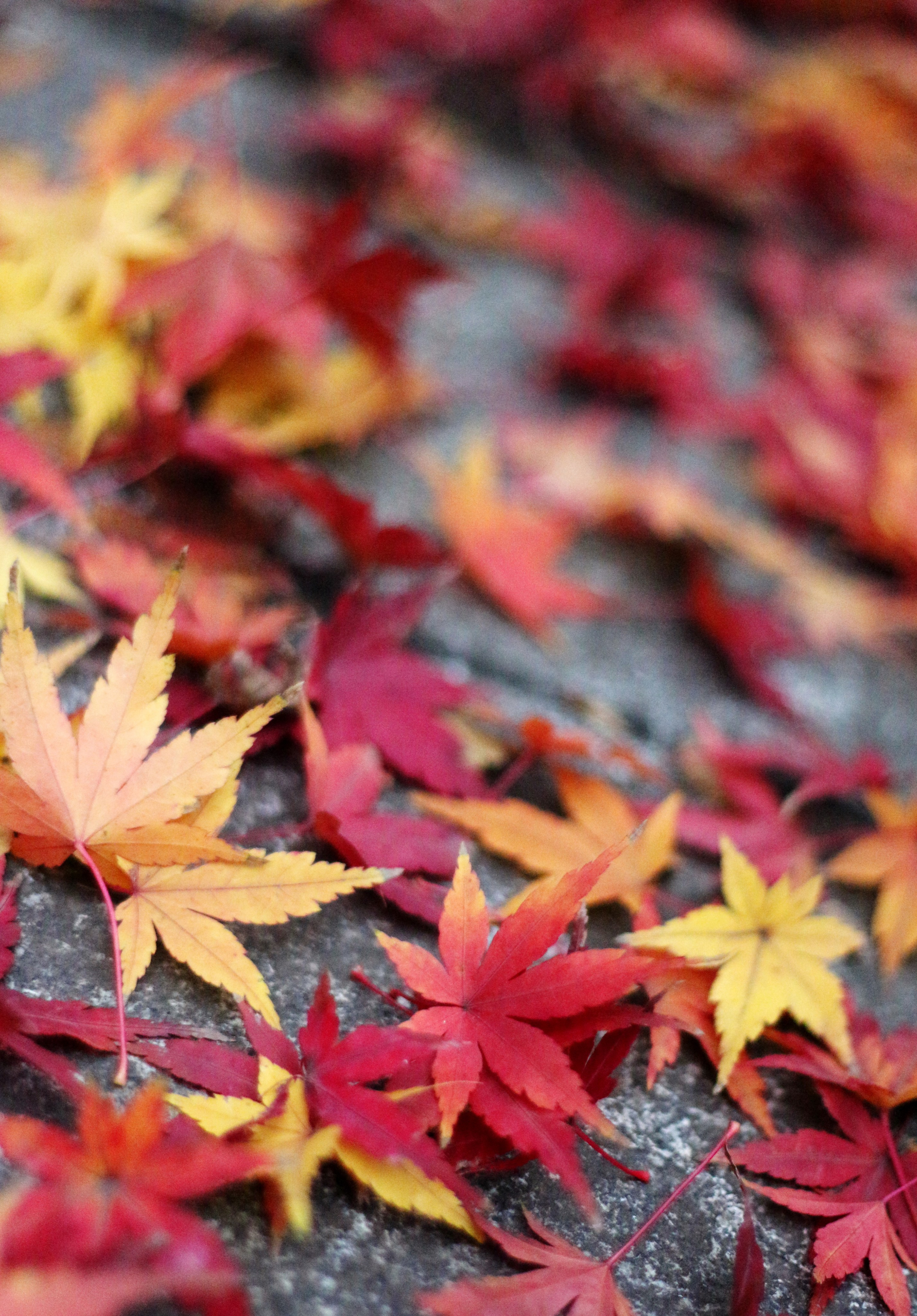 Работы учеников. Фотограф и преподаватель фотографии в Белграде