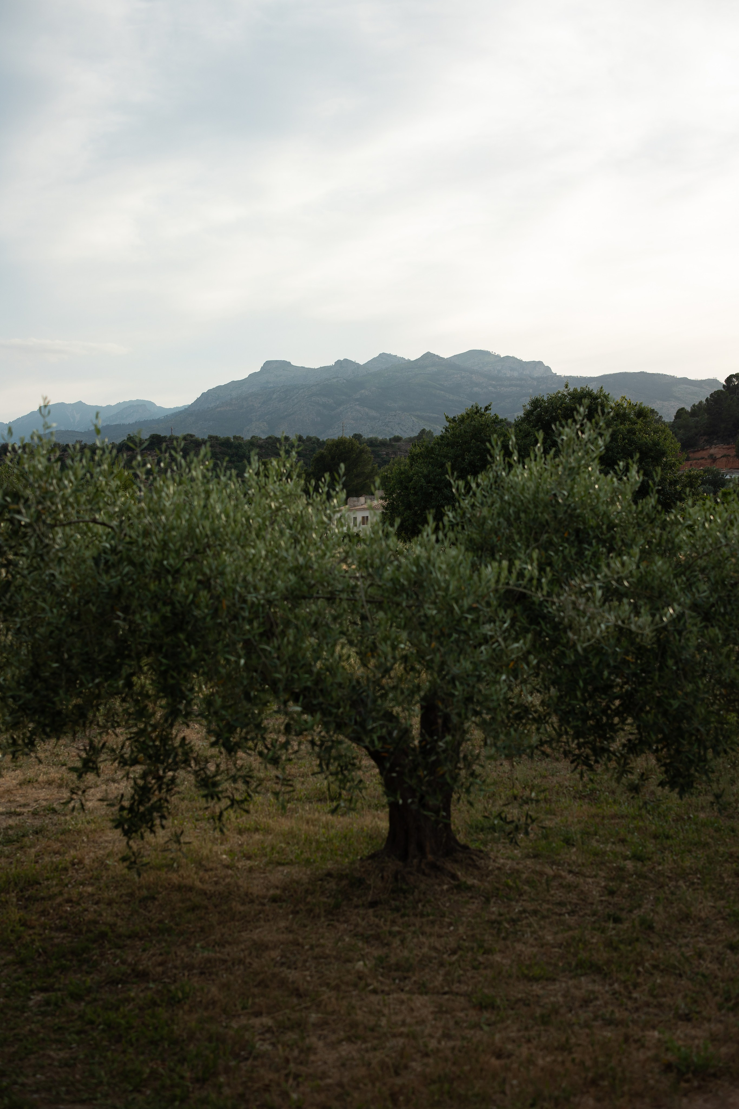 Wedding | Nerea & Christian. Wedding photographer Marius Foca