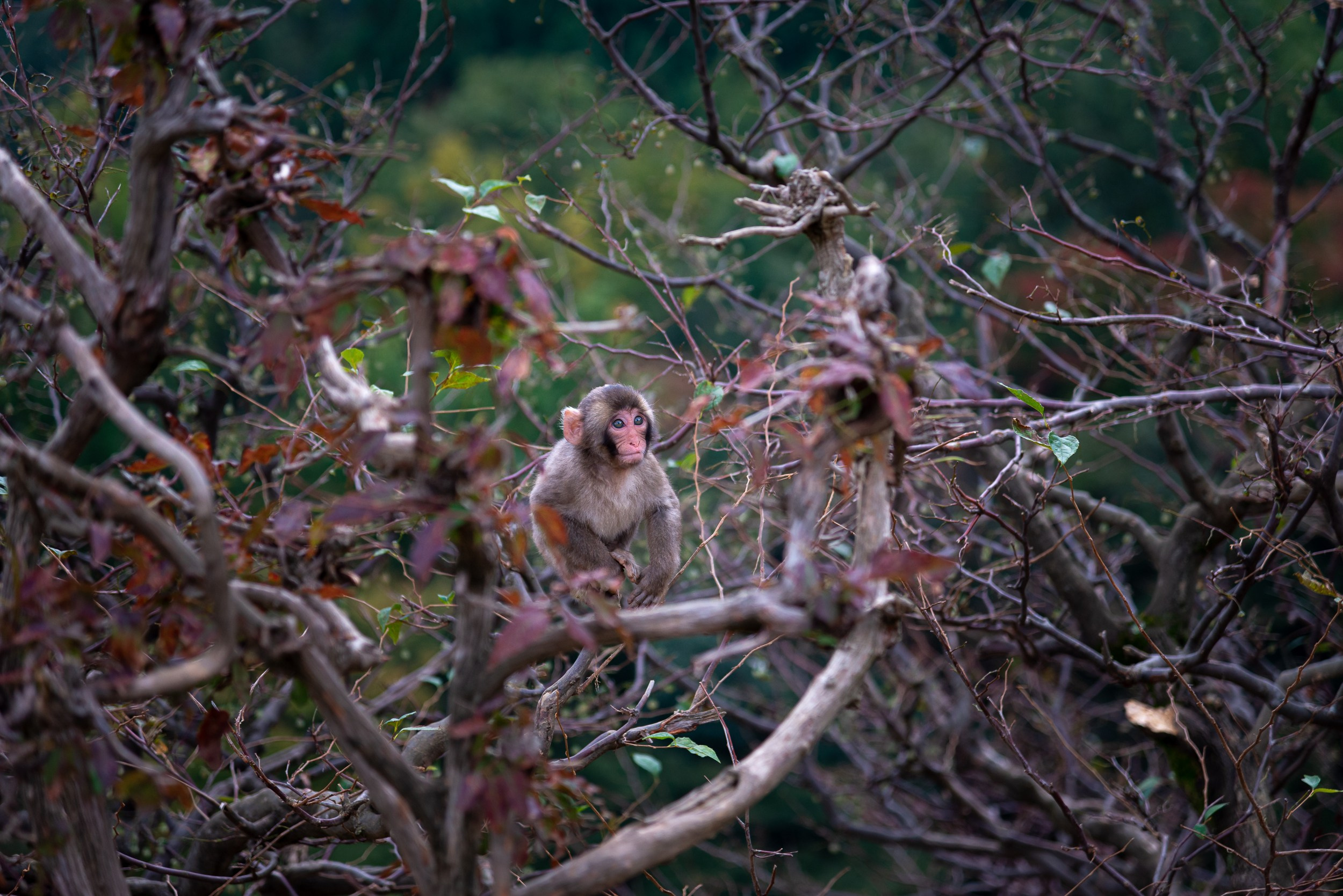 Japan. Marius Ciocan