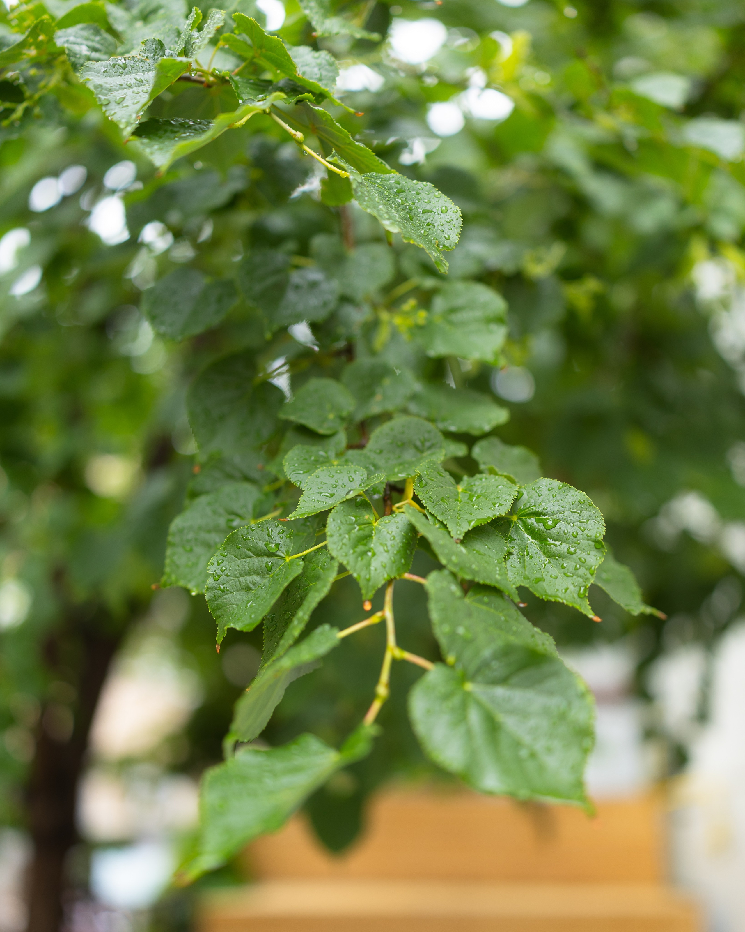 Glo Mom 1. Marius Ciocan