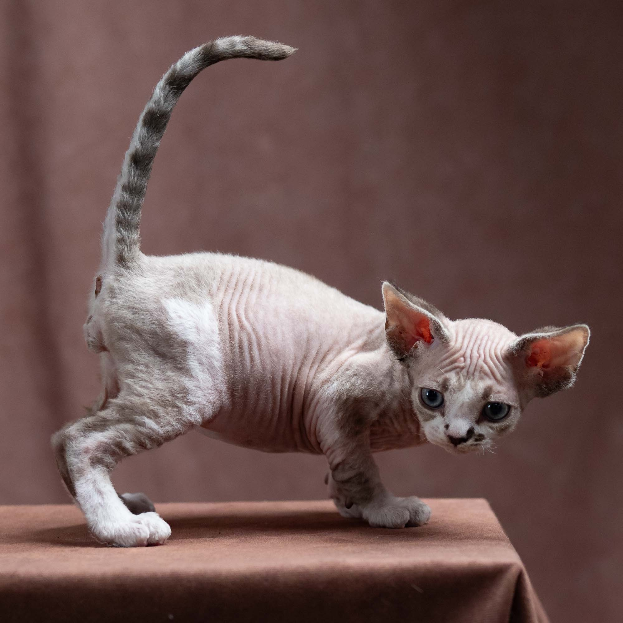 Frank, boy, born on 01.01.25. Devon Rex Pixie Cattery
