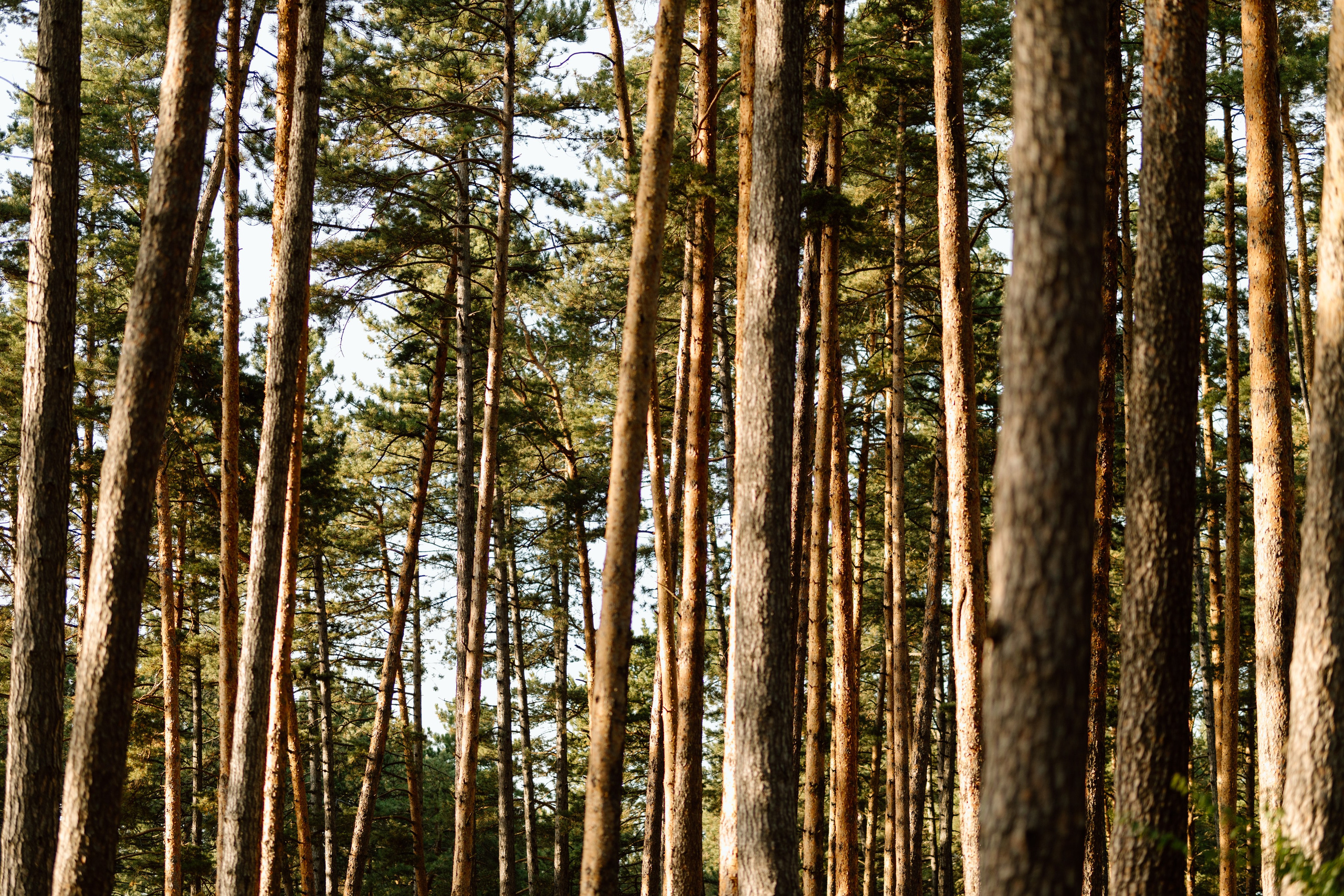 Sanziana, Daniel & Alexandru — Family. Main
