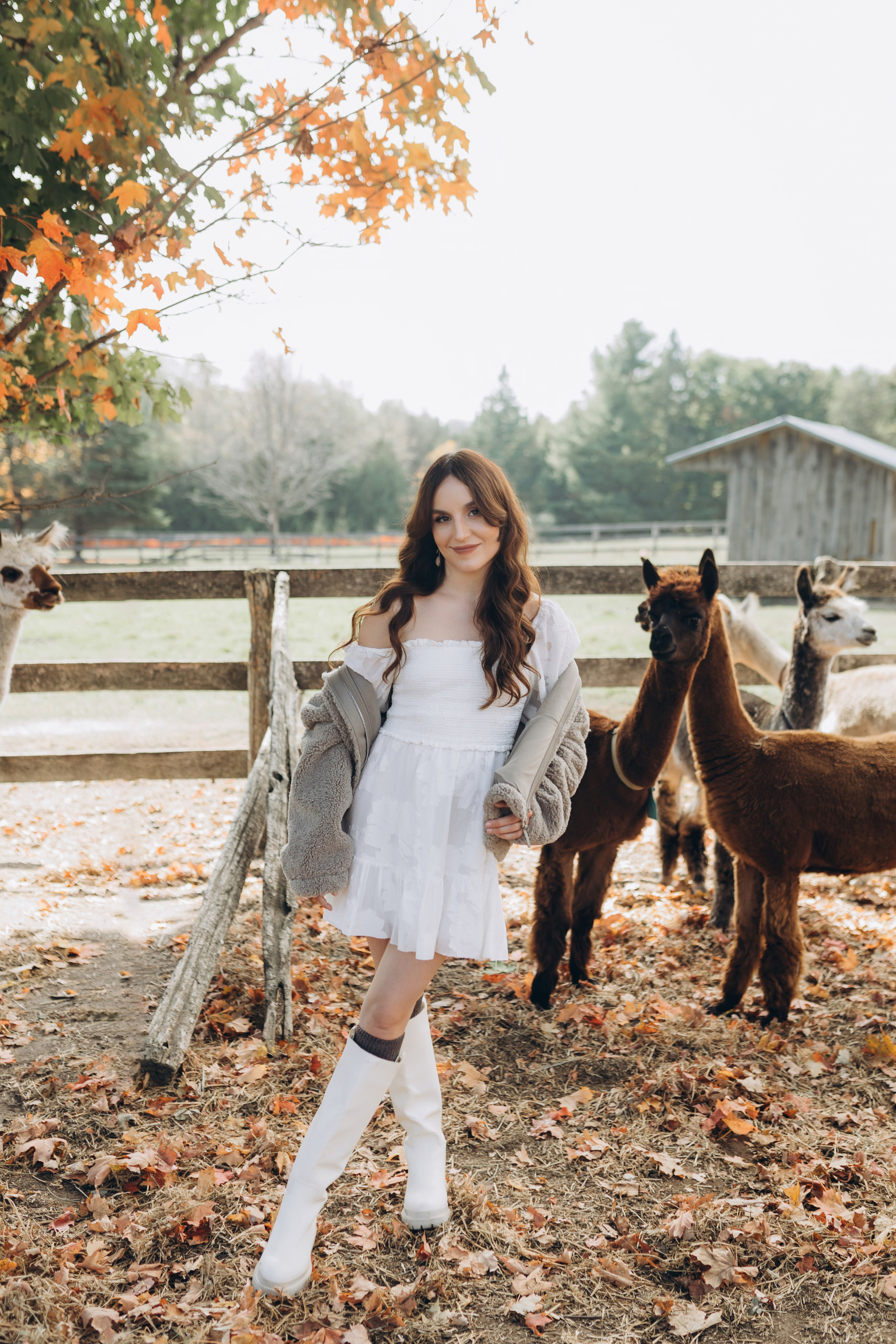 Alpacas Farm. Chernenko.photography