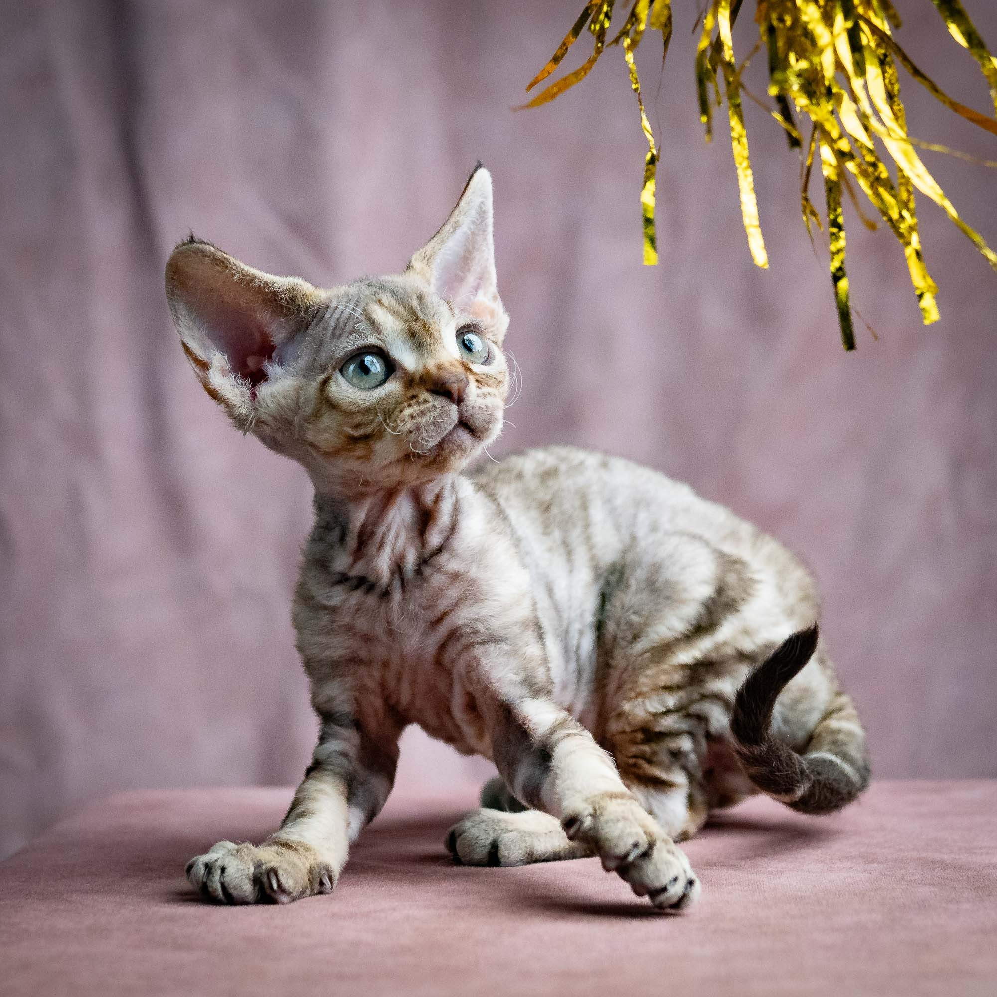 Sirius, boy, born 05.15.26. Devon Rex Pixie Cattery