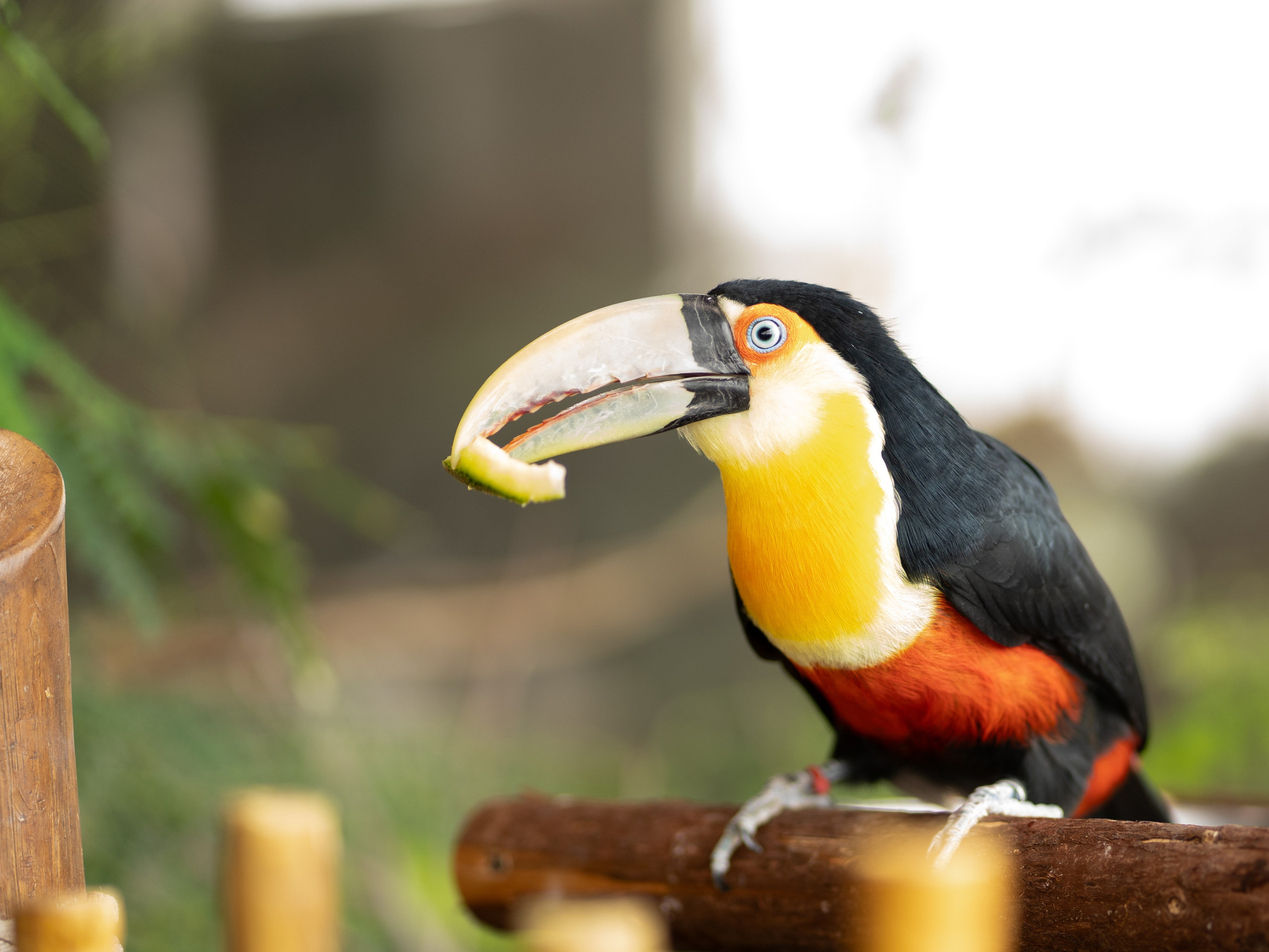 Tierwelt. Bürgerreporter & Amateurfotograf in Hannover