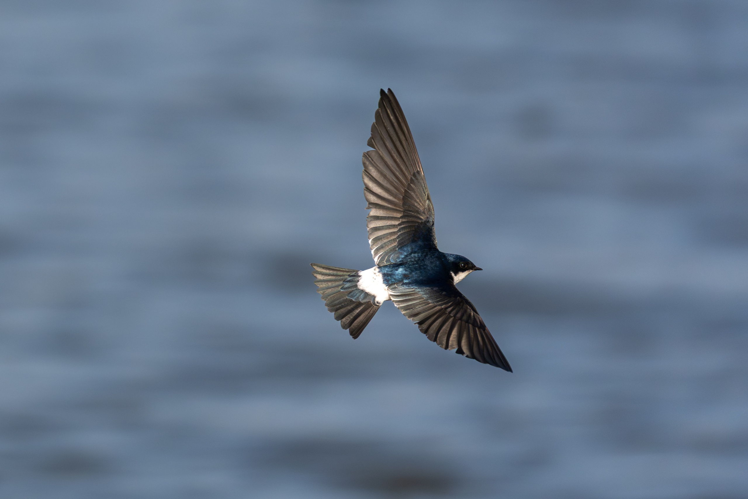 Fauna. Fotografía del día a día. Yuri Marín C