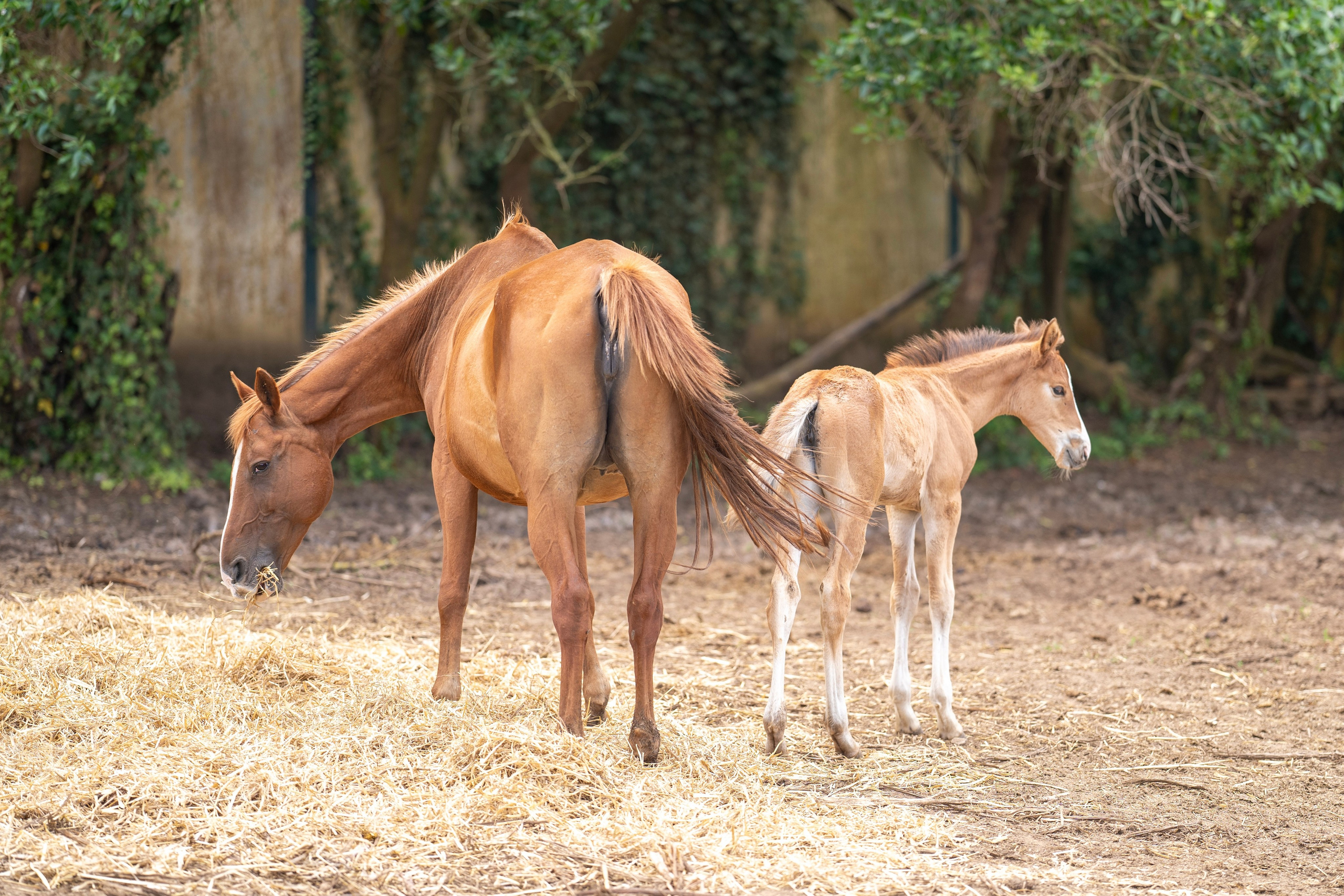 Lisbon photo walk. Event, portrait, content photographer in Lisbon and surrounding areas