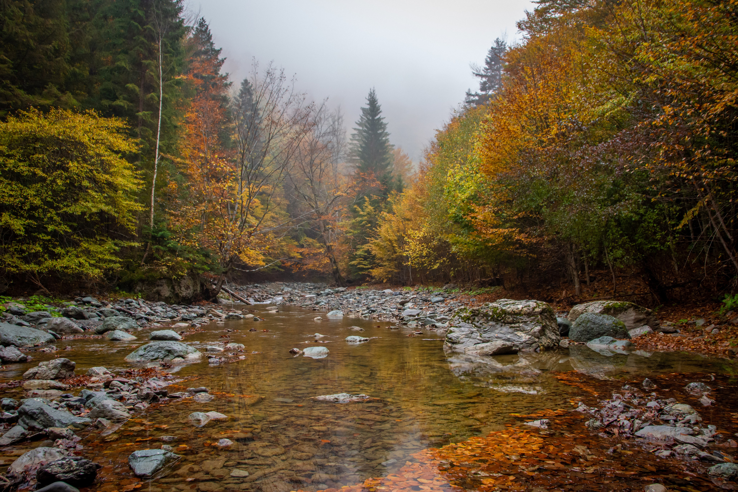 Călătorie. Daniel Hașiegan