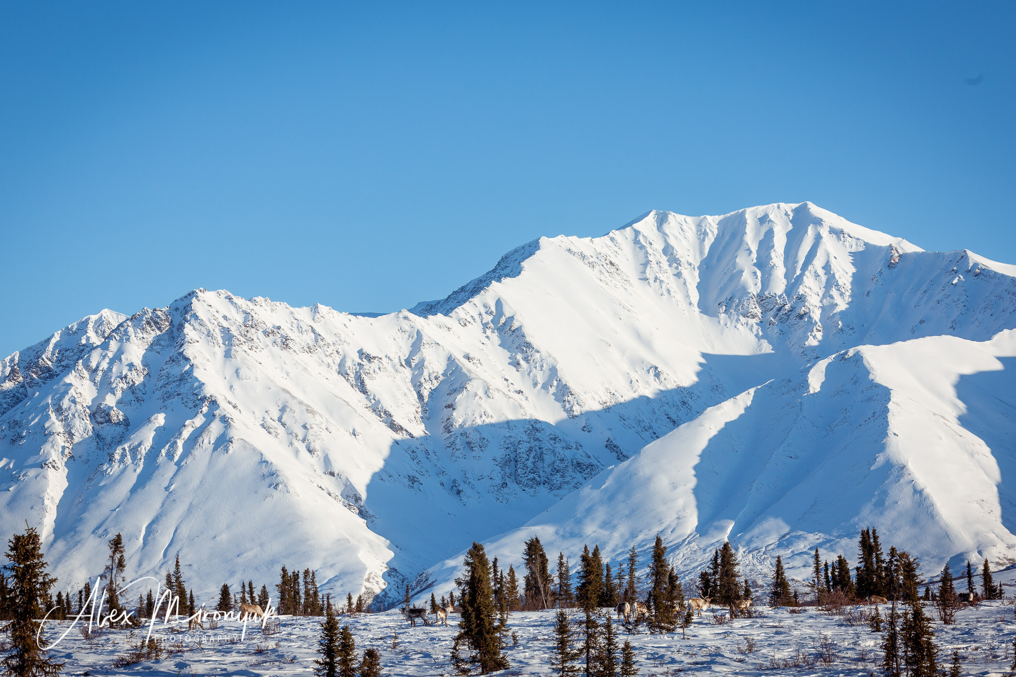 Chasing the Aurora Borealis. Alex Mironyuk Photography