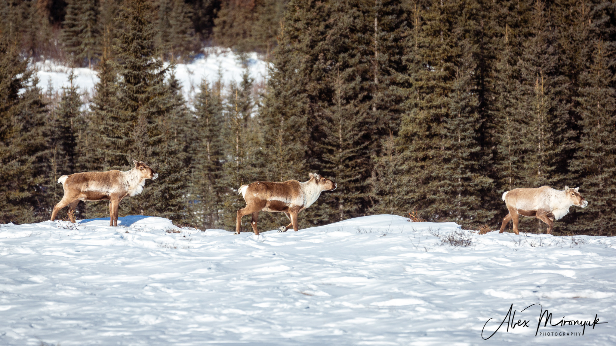 Chasing the Aurora Borealis. Alex Mironyuk Photography