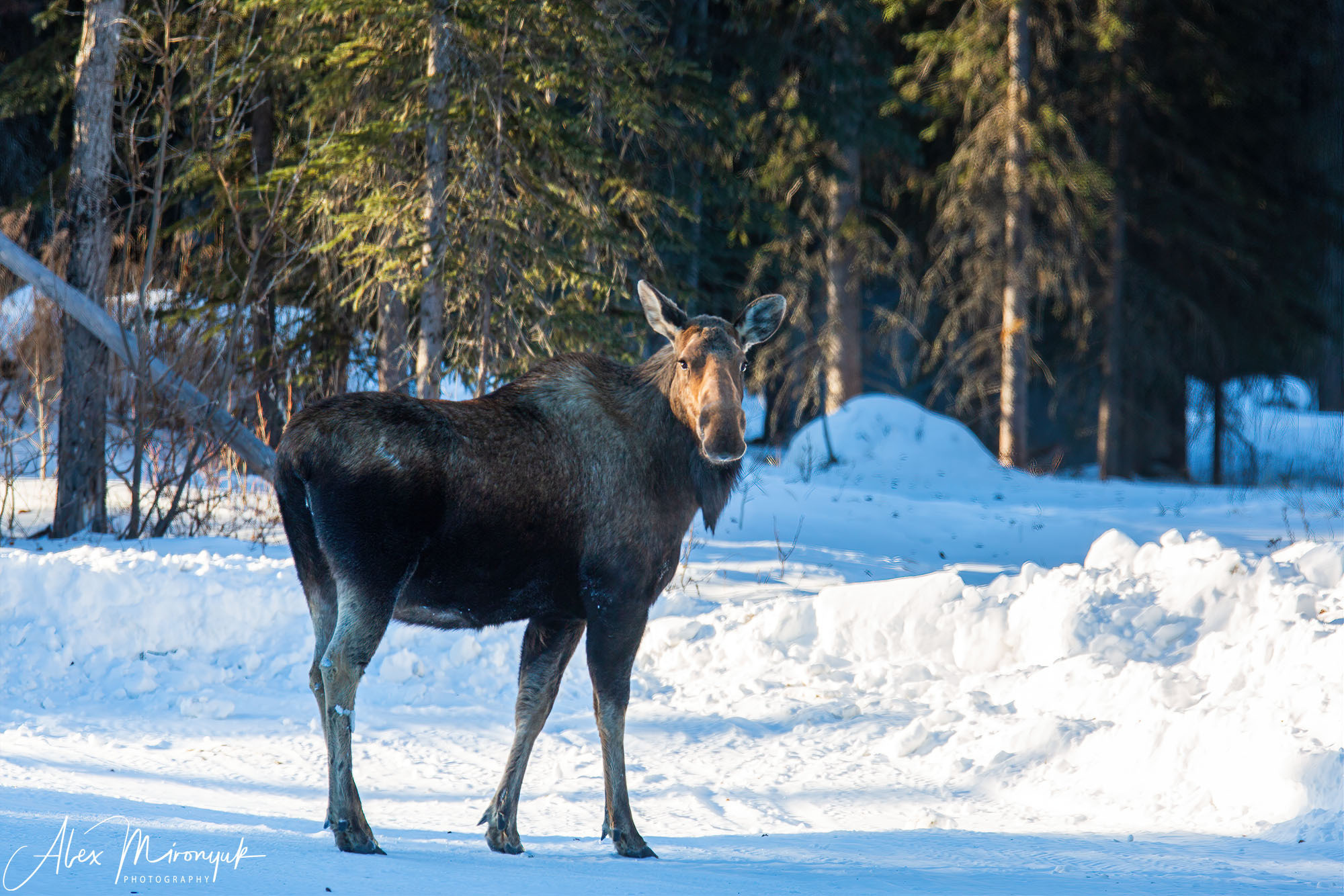 Chasing the Aurora Borealis. Alex Mironyuk Photography