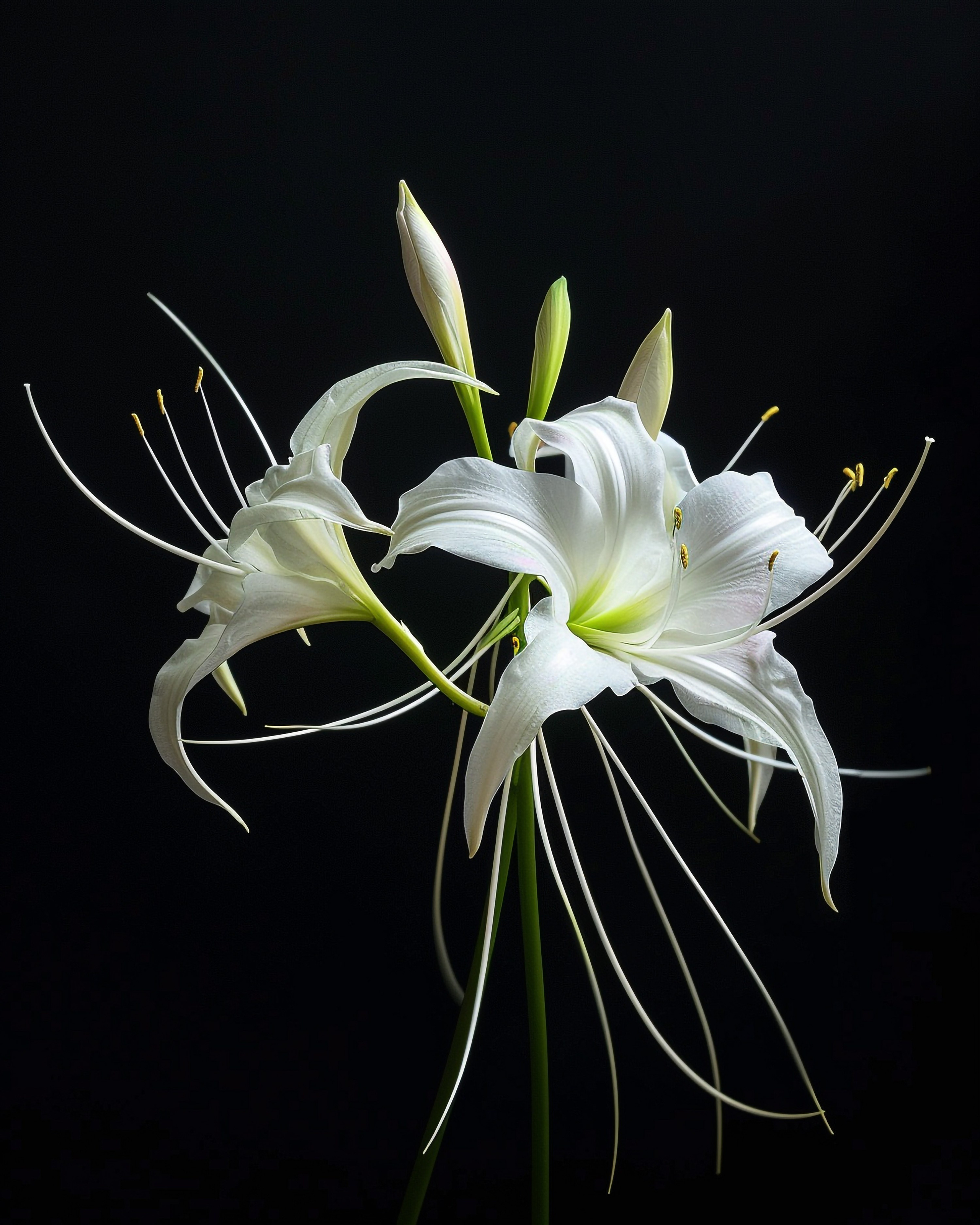 Blumen. LUKIN IGOR Photography